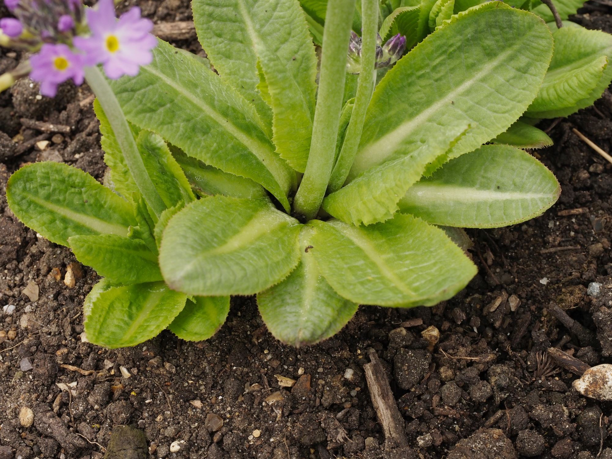 Image of Primula denticulata