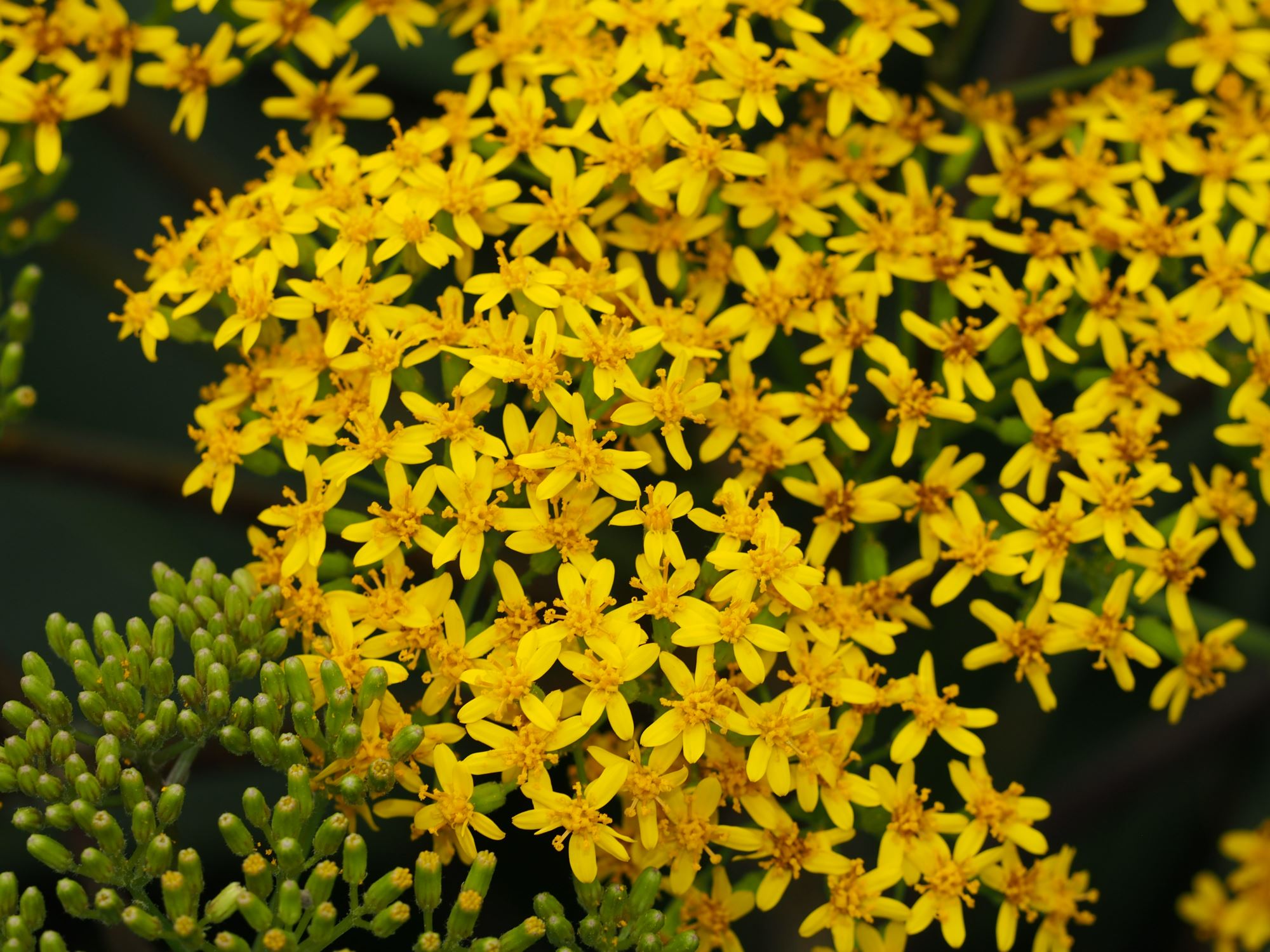 Image of Senecio grandifolius