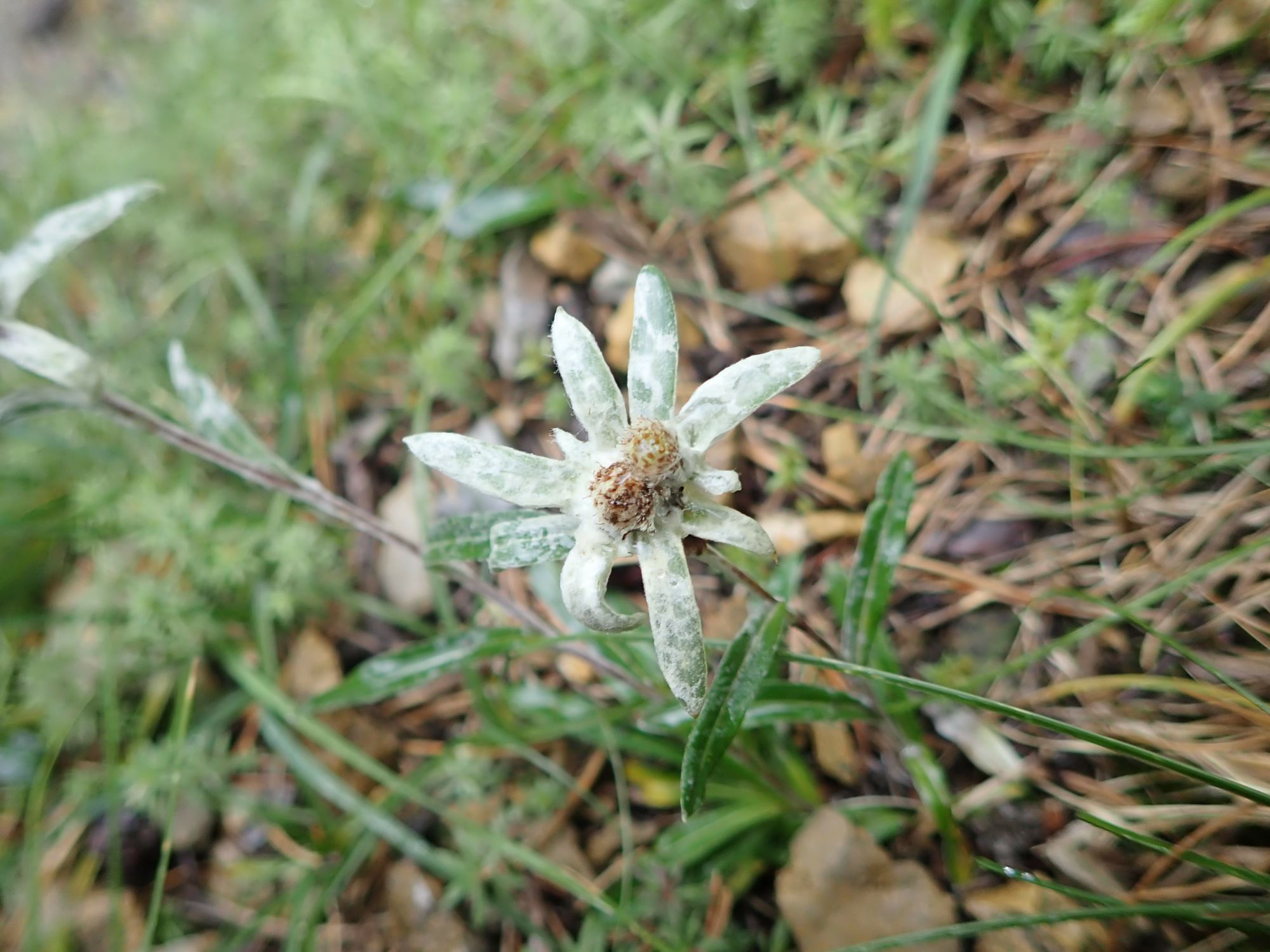 Image of Leontopodium nivale subsp. alpinum