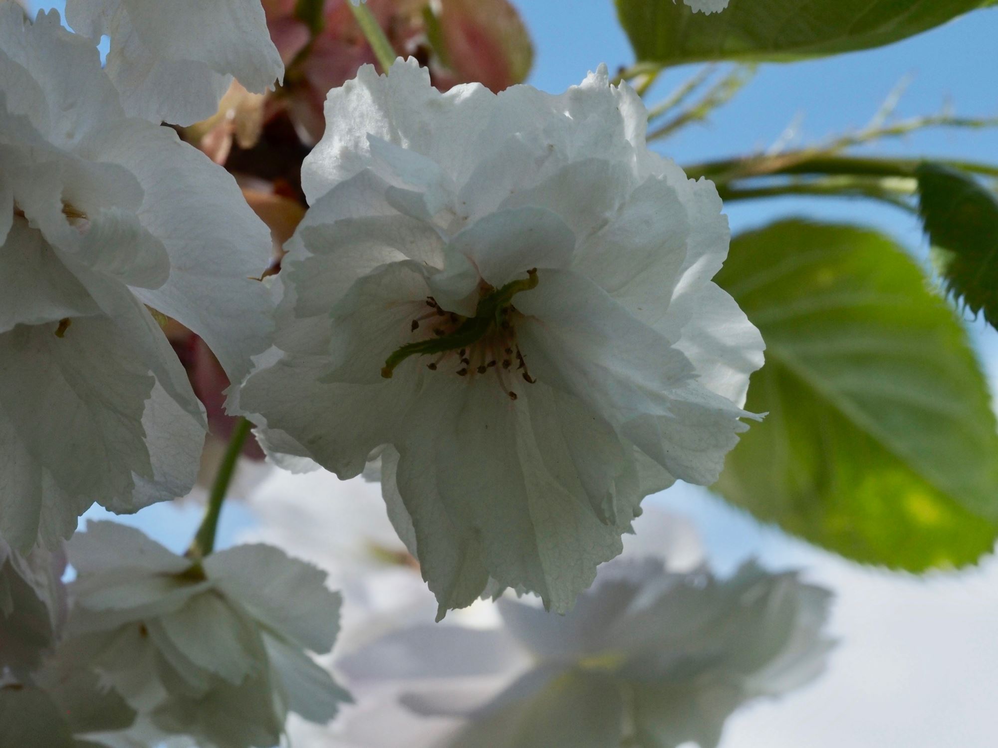 Image of Prunus 'Shogetsu'