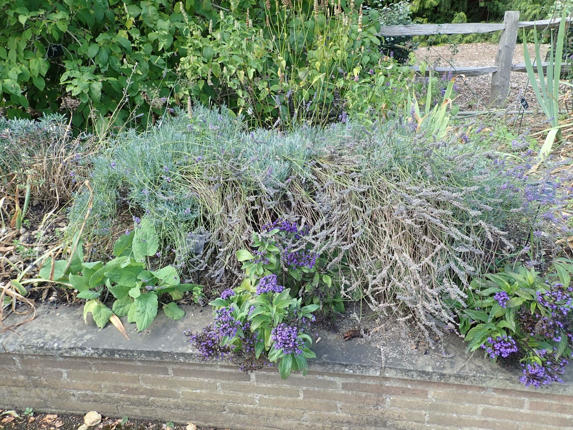 Image of Lavandula angustifolia subsp. angustifolia 'Imperial Gem'