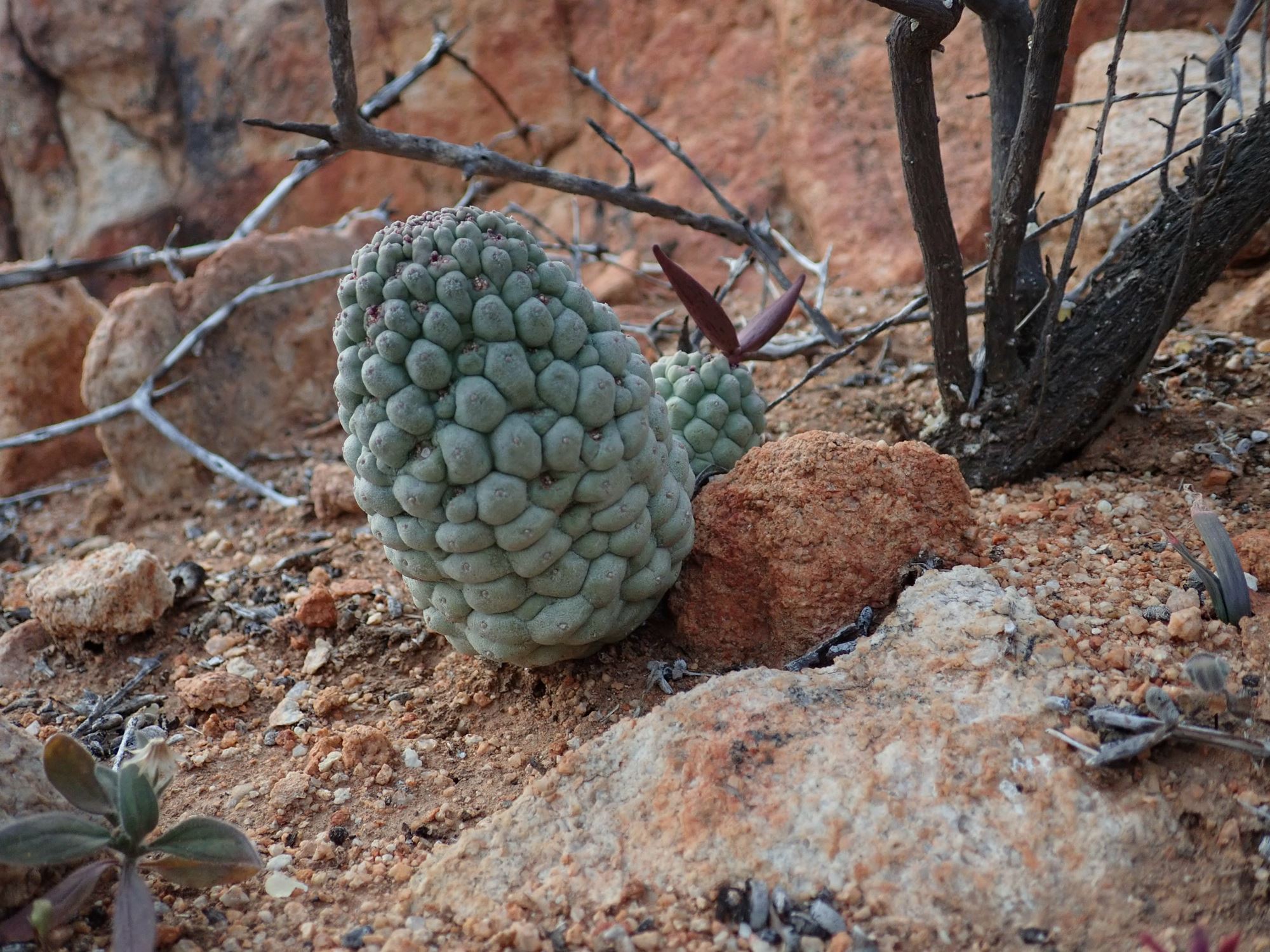 Image of Larryleachia sp.