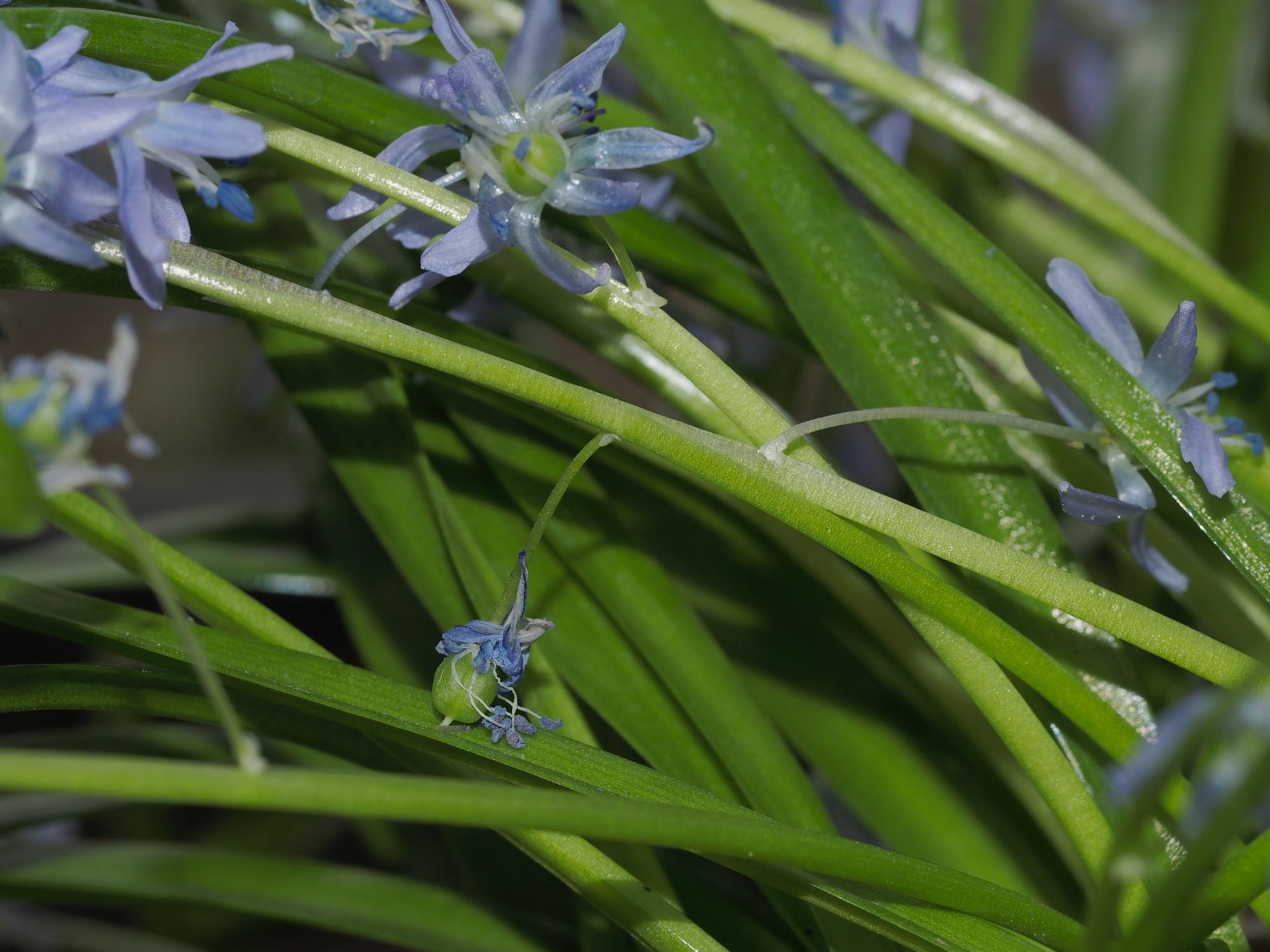 Image of Scilla sp.