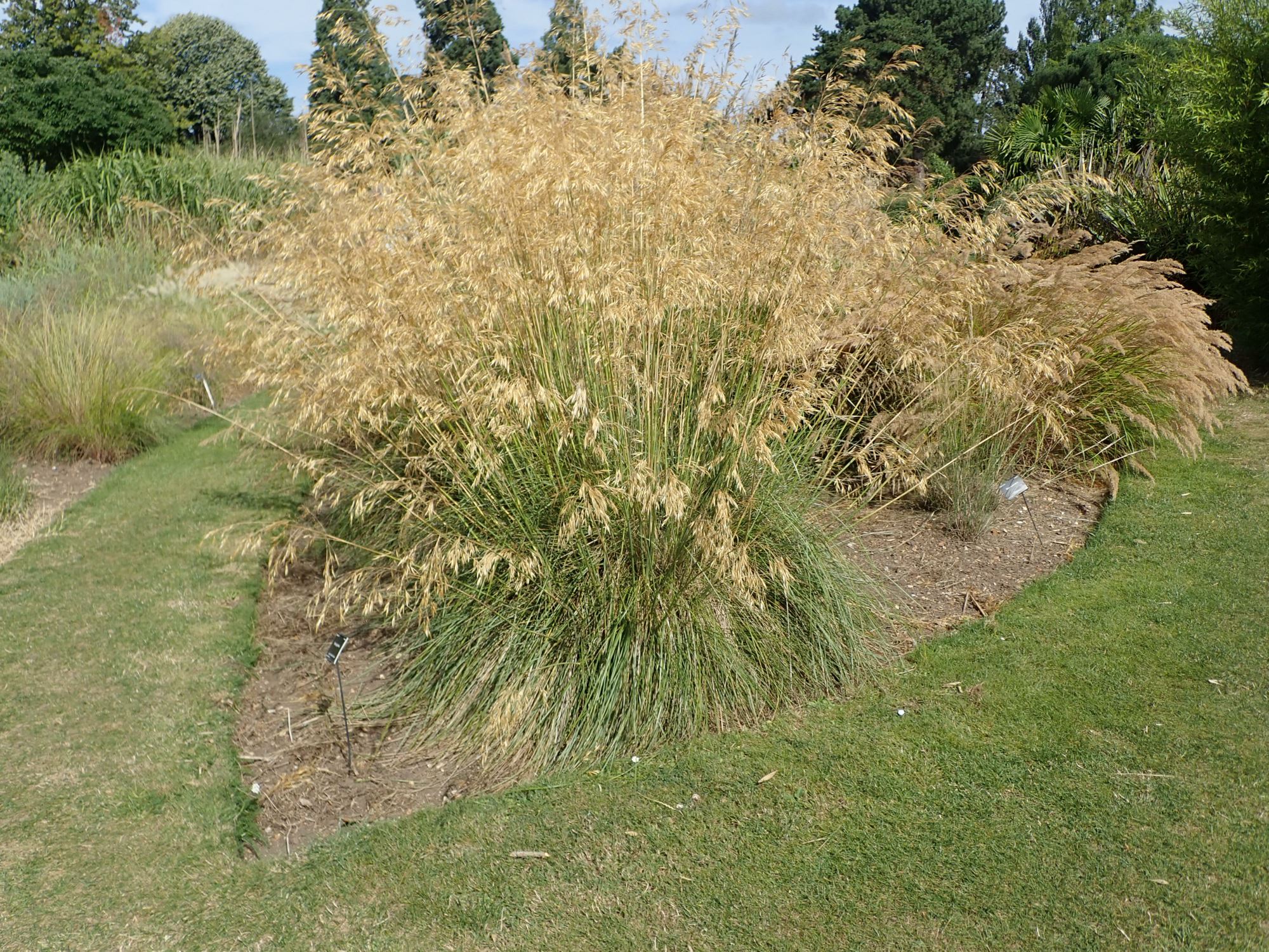 Image of Celtica gigantea