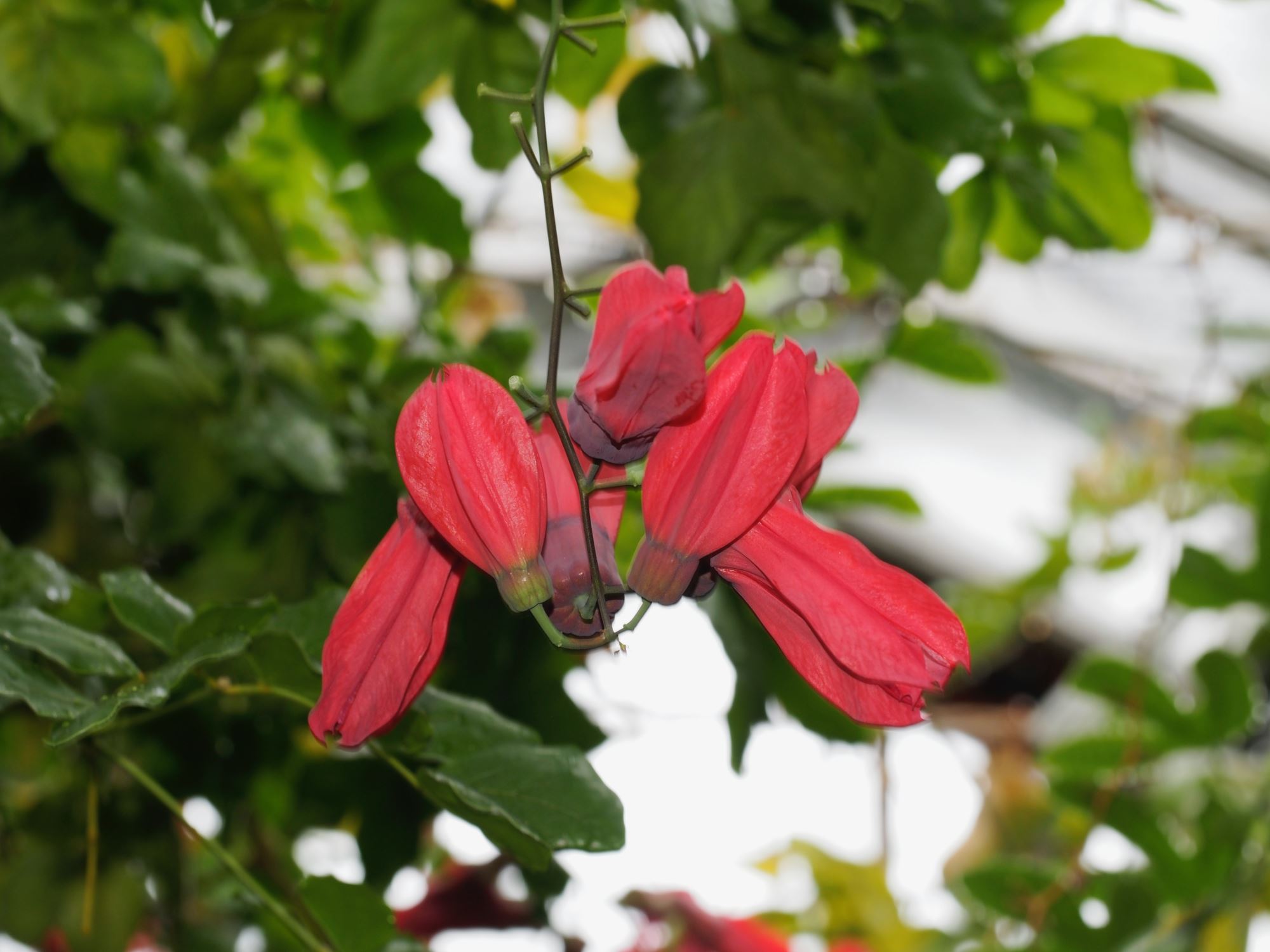Image of Passiflora racemosa