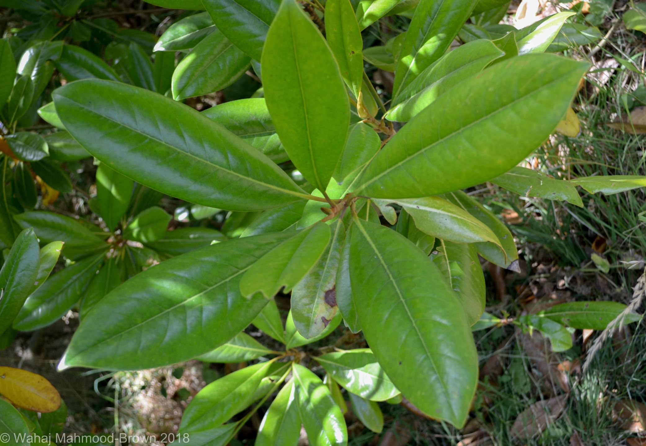 Image of Magnolia grandiflora