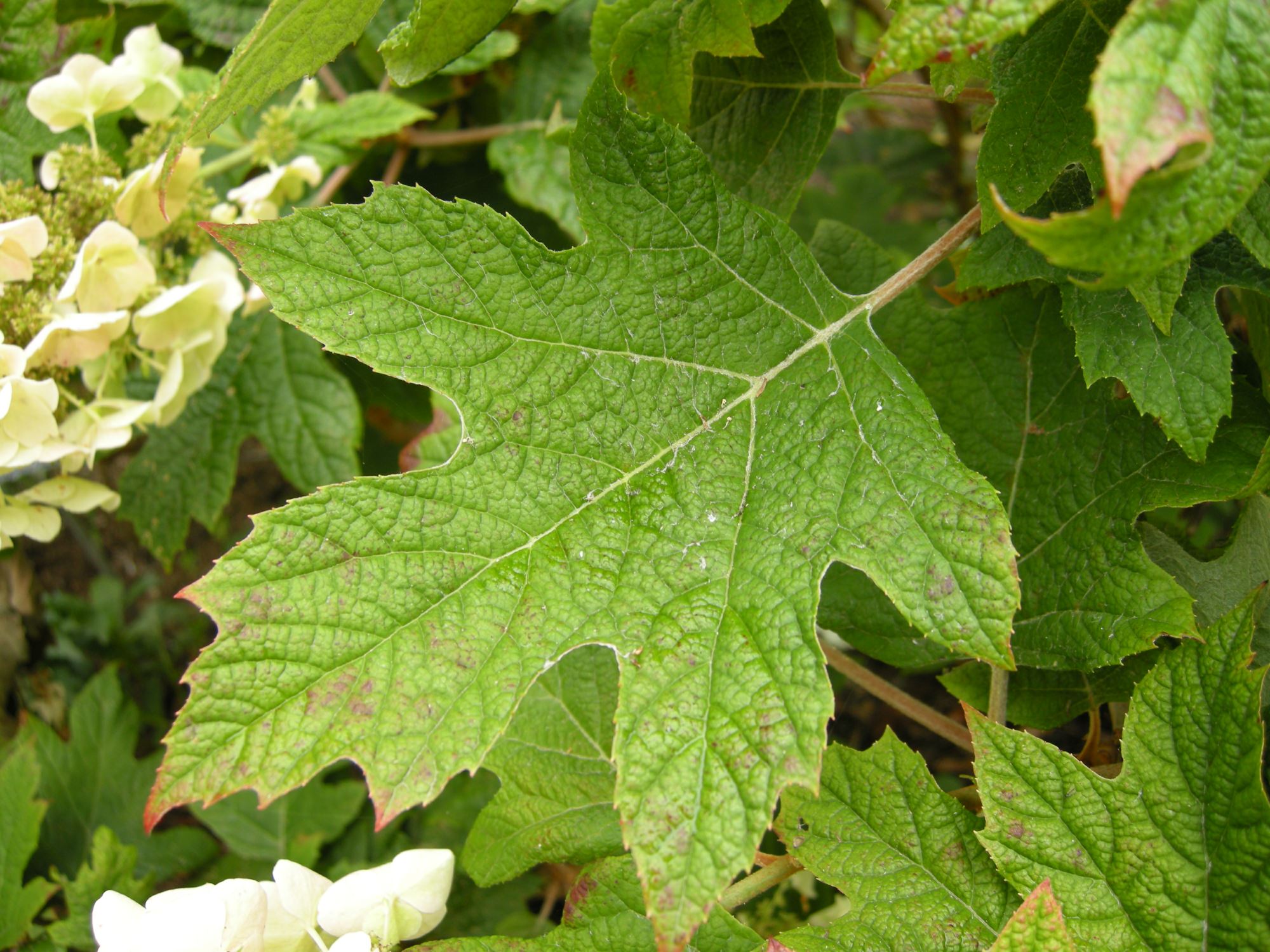 Image of Hydrangea quercifolia 'Snow Flake'
