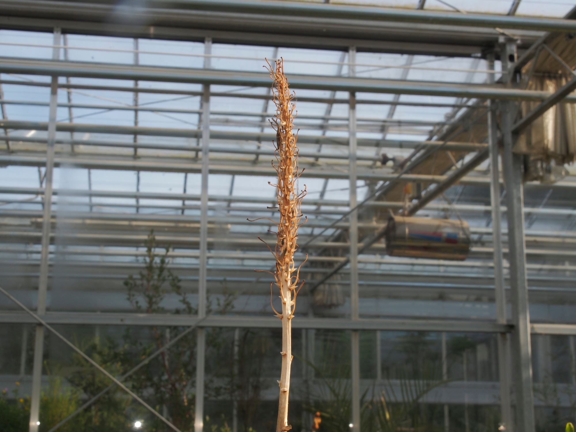 Image of Aloe kedongensis