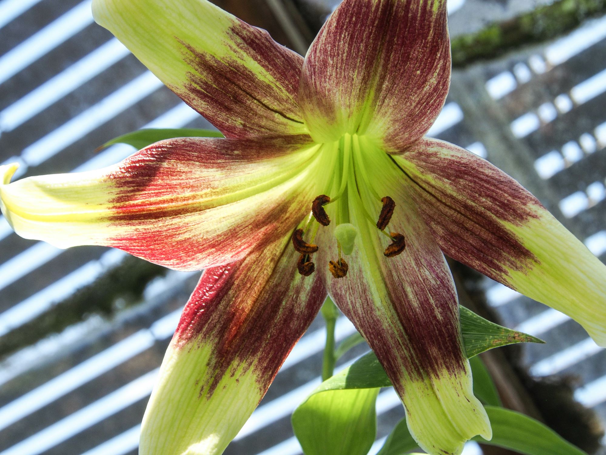 Image of Lilium nepalense