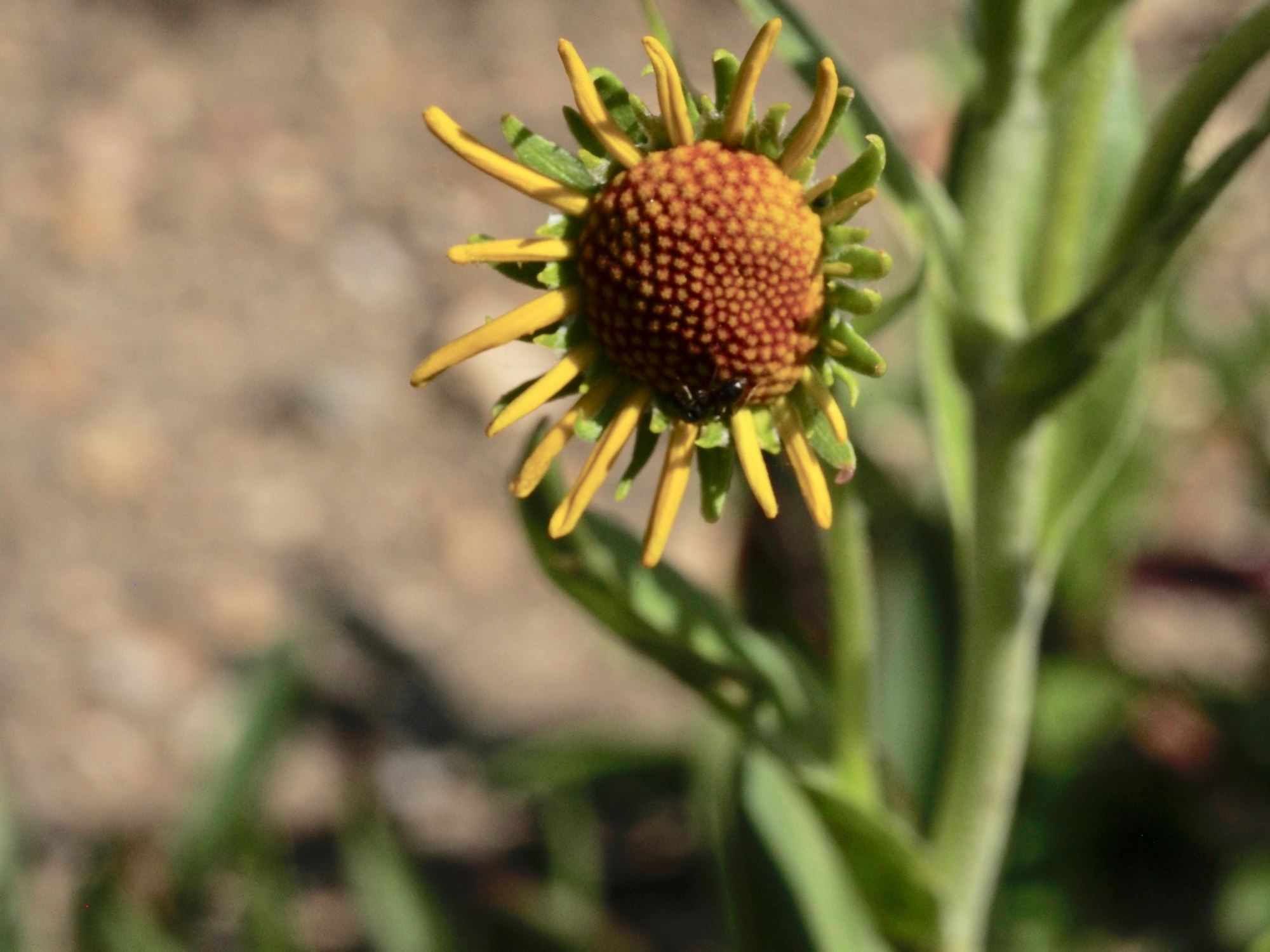 Image of Hymenoxys hoopesii