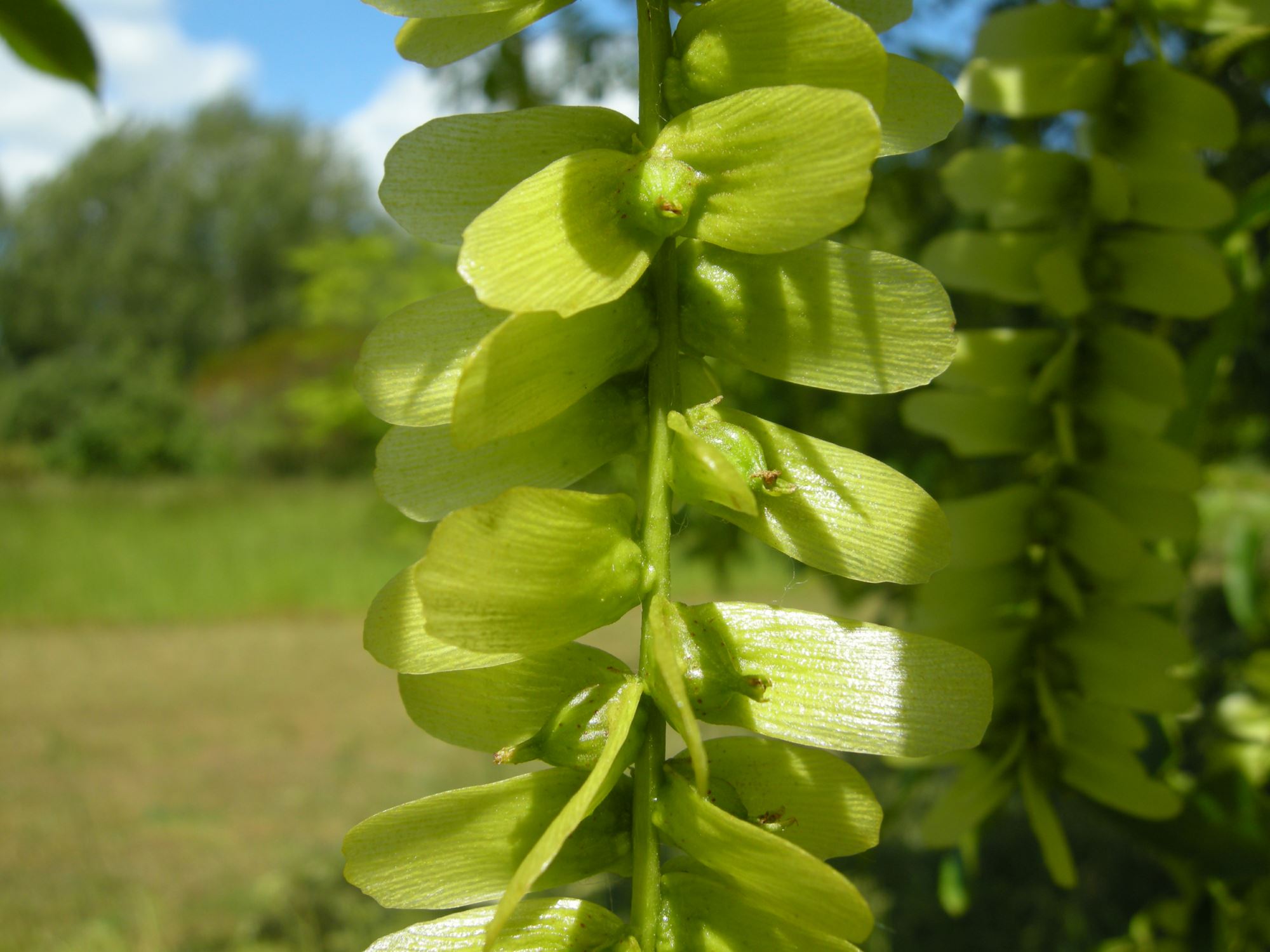 Image of Pterocarya stenoptera