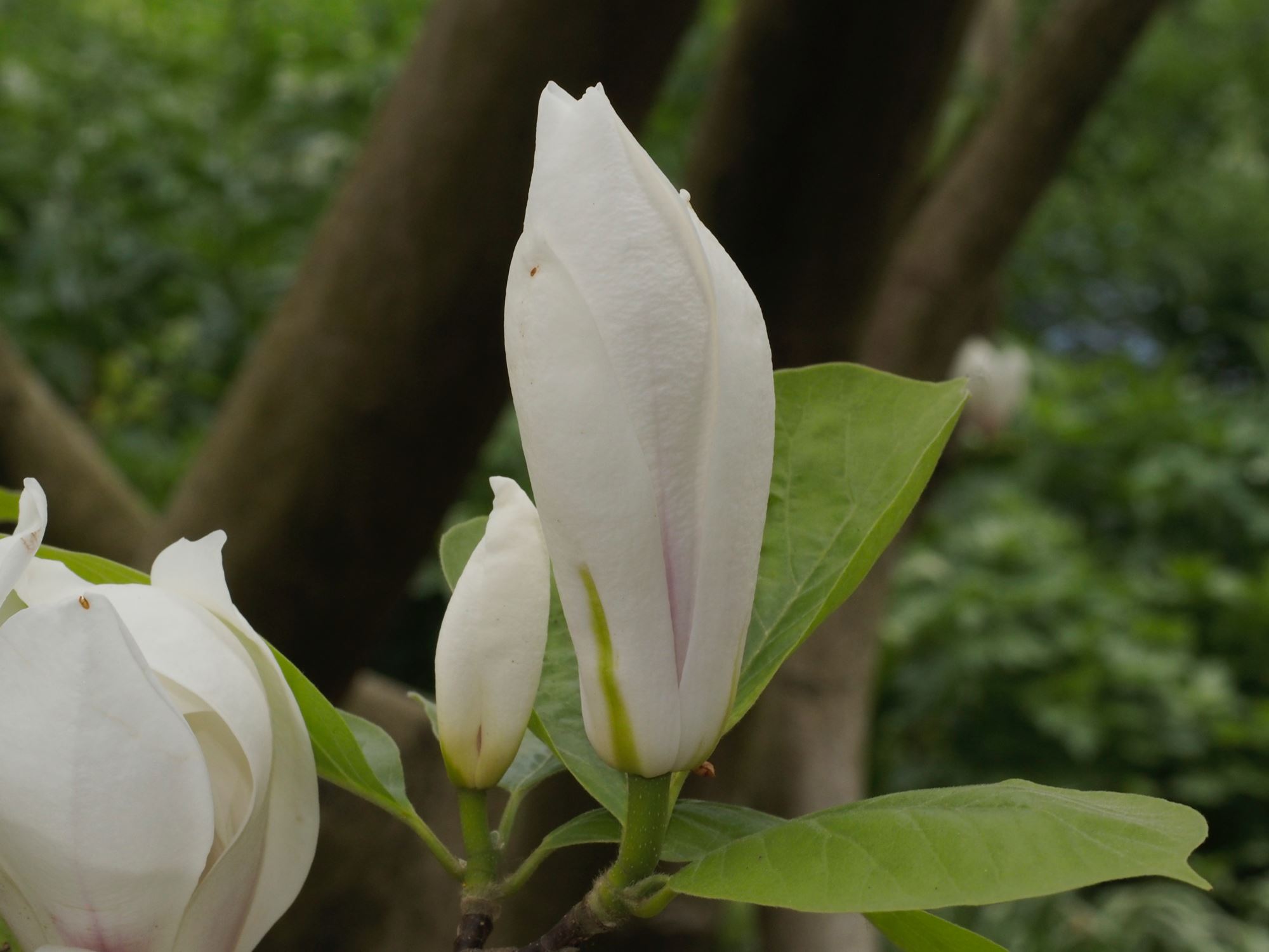 Image of Magnolia Ã— soulangeana 'Brozzonii'