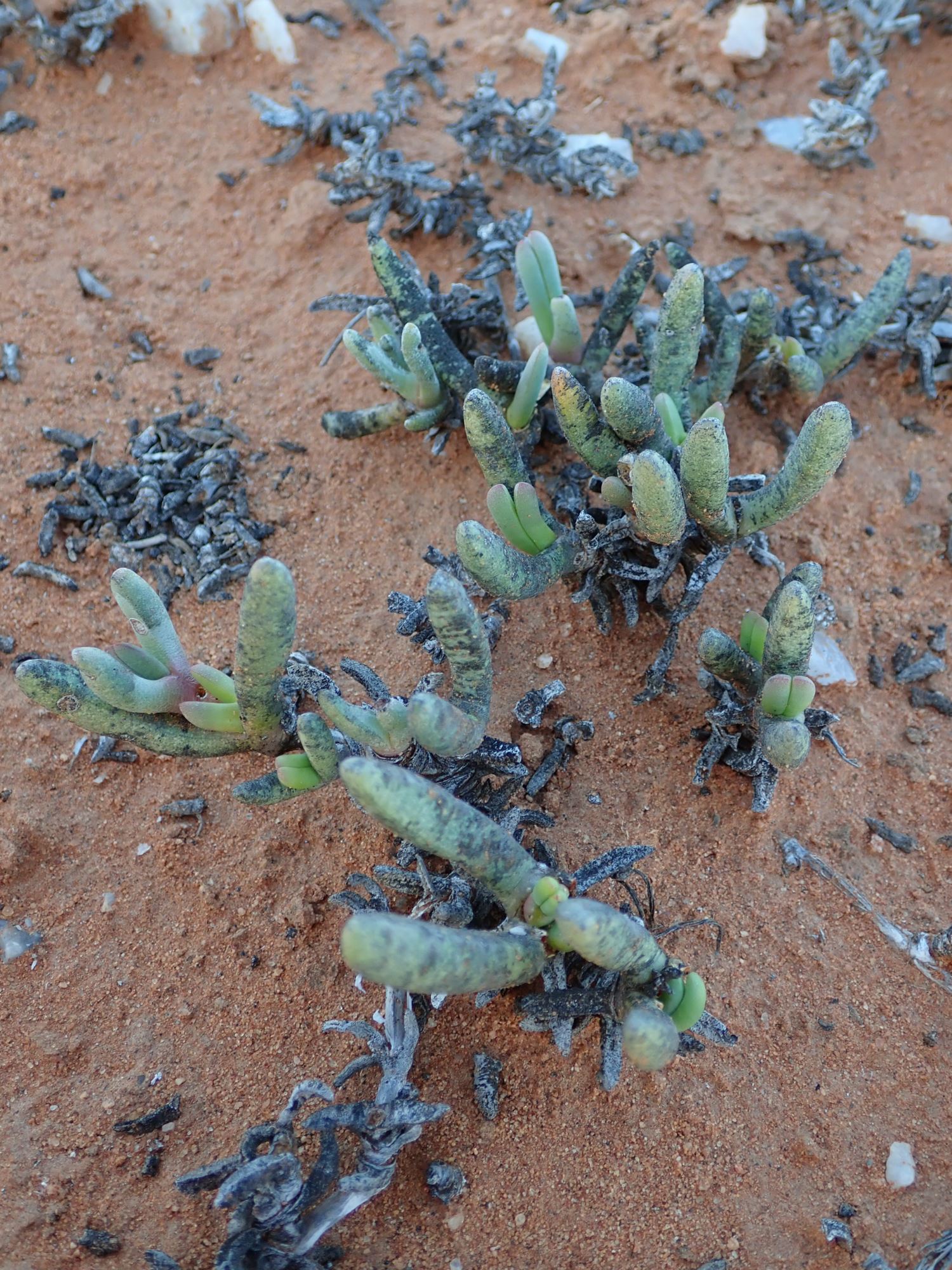 Image of Cephalophyllum sp.