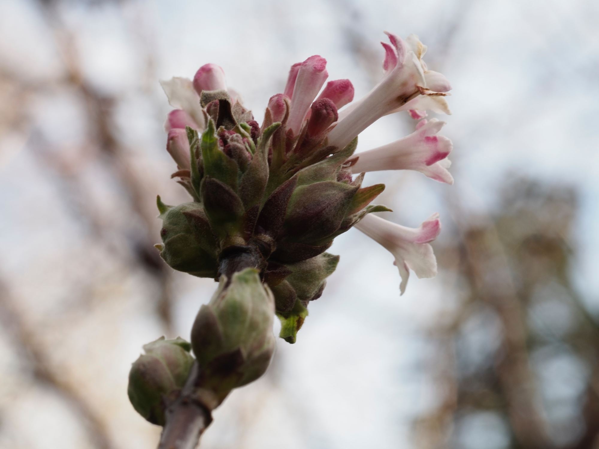 Image of Viburnum Ã— bodnantense 'Charles Lamont'