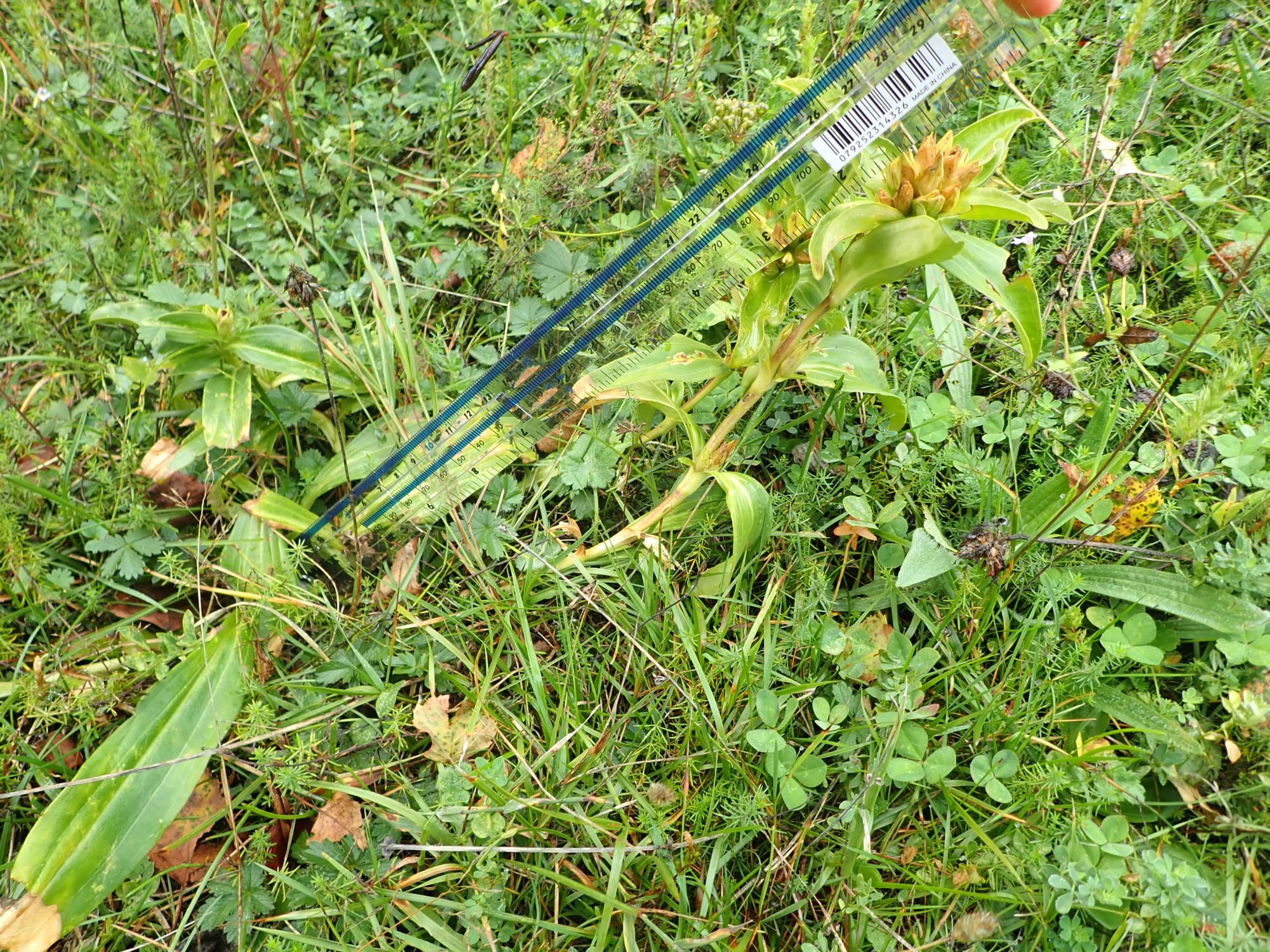 Image of Gentiana burseri
