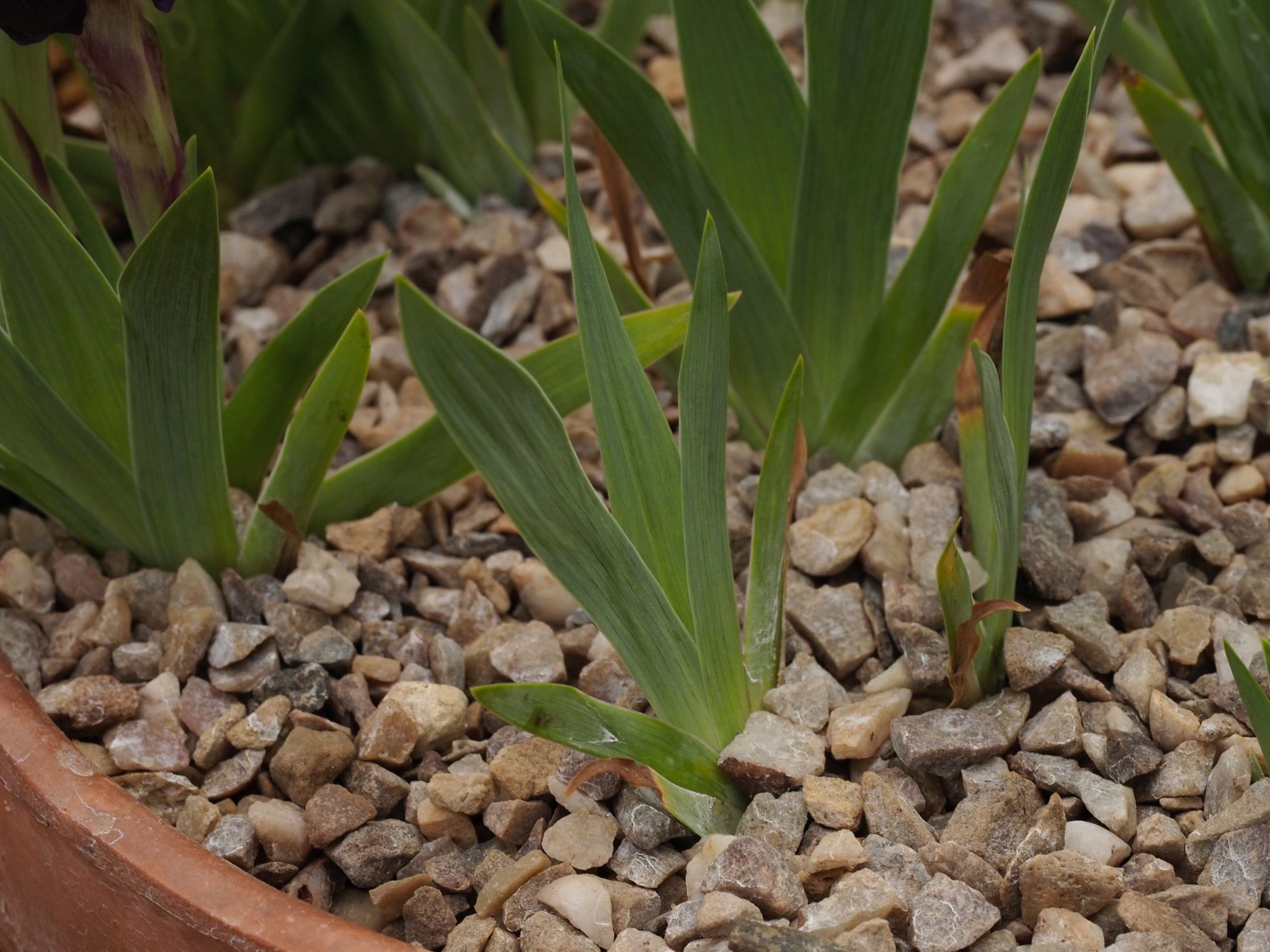 Image of Iris lutescens