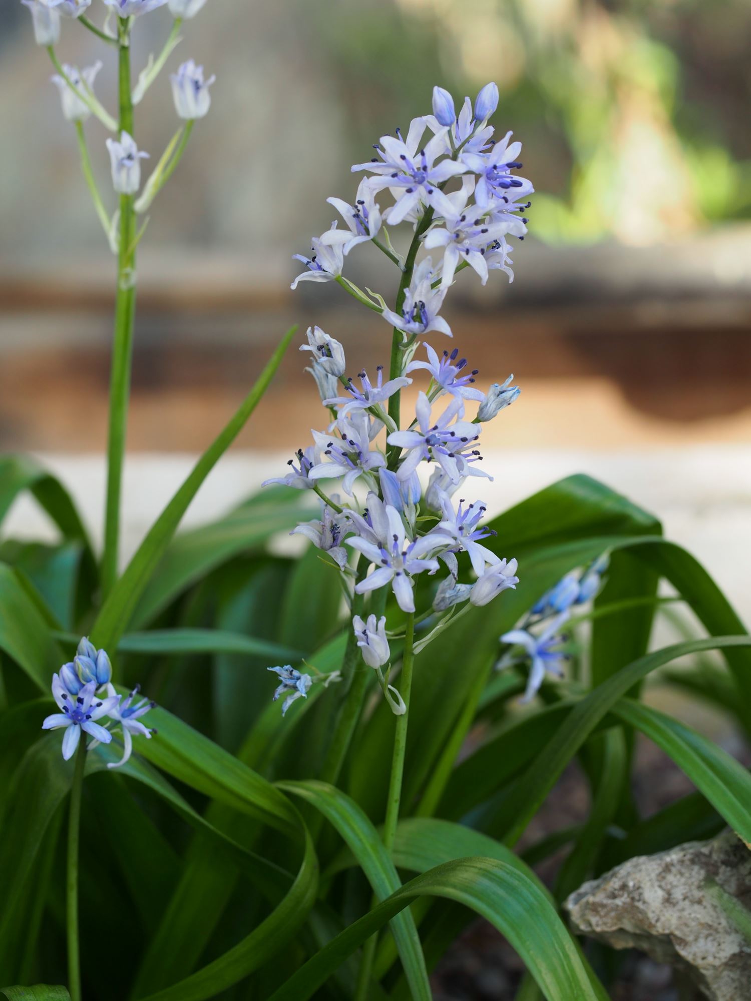 Image of Hyacinthoides flahaultiana