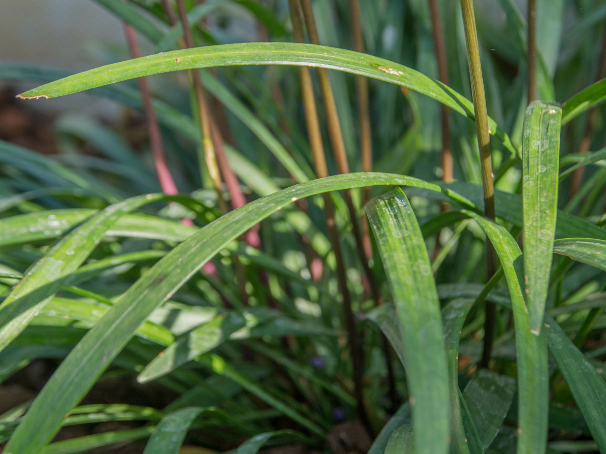Image of Liriope muscari