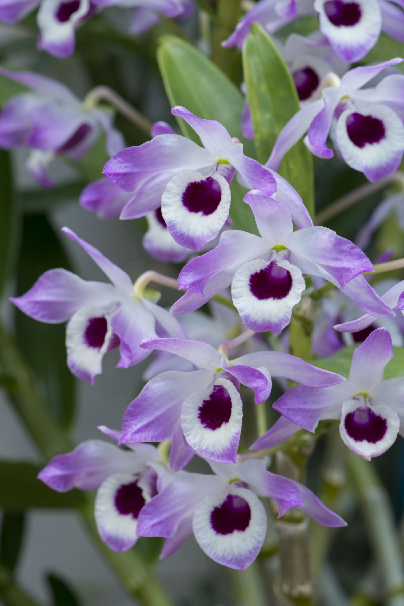 Image of Dendrobium nobile 'Cooksonianum'