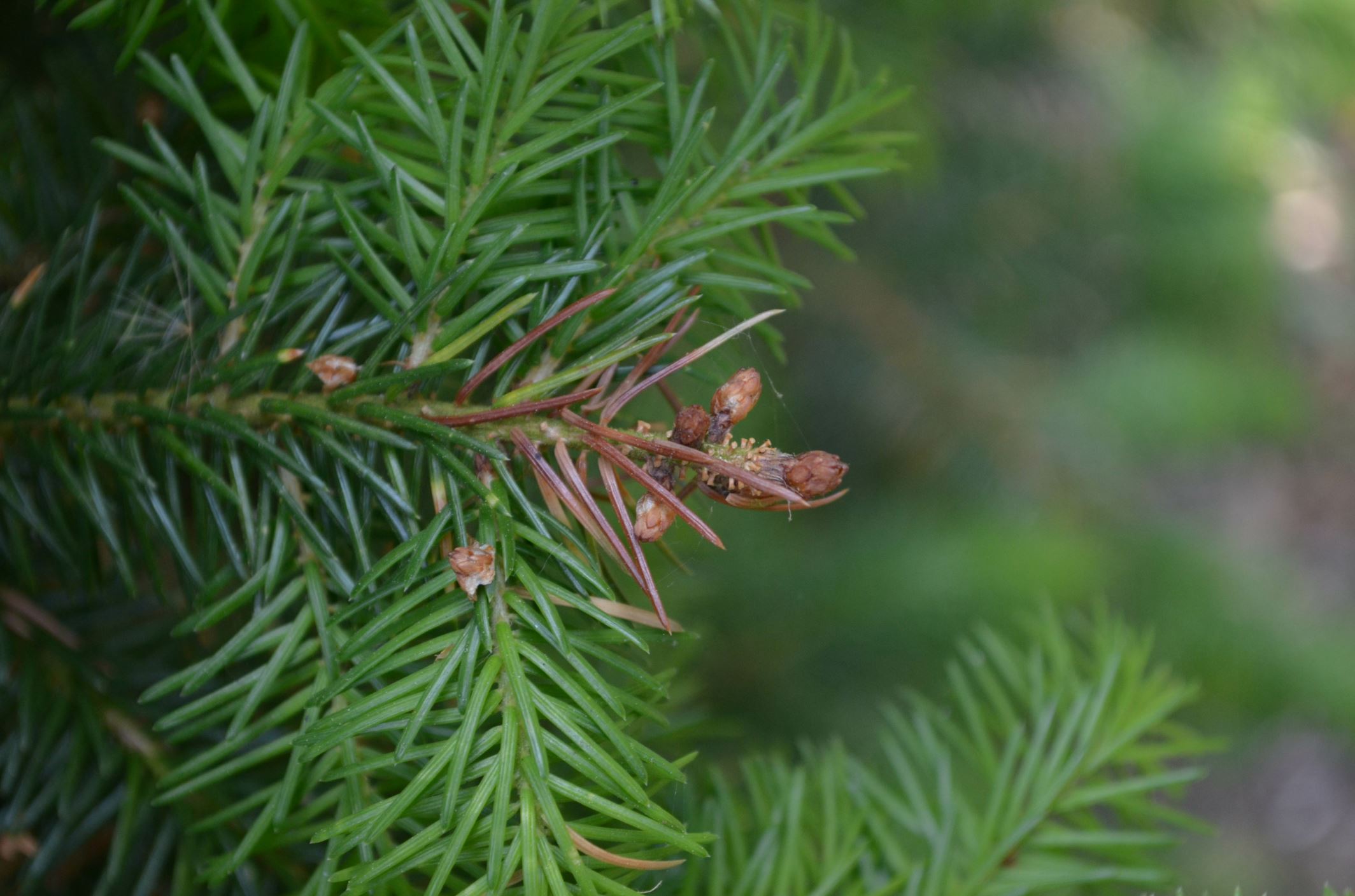 Image of Picea omorika
