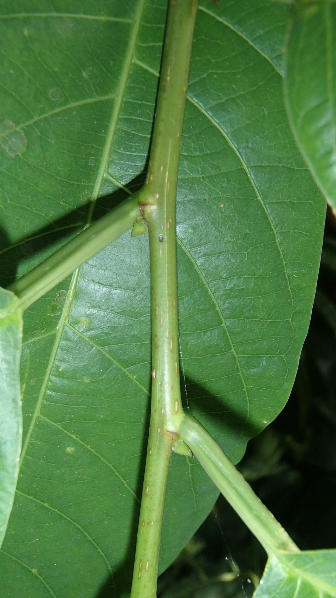 Image of Passiflora emarginata