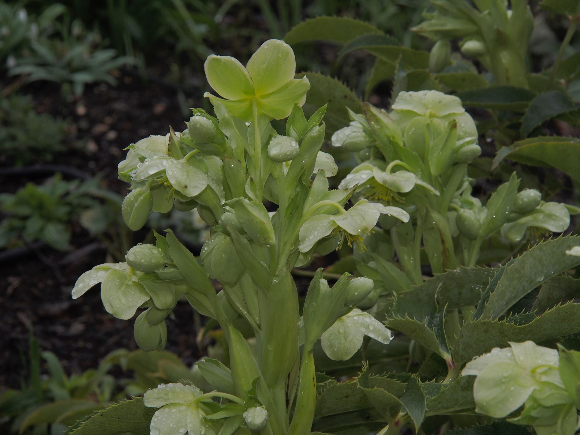Image of Helleborus lividus subsp. corsicus