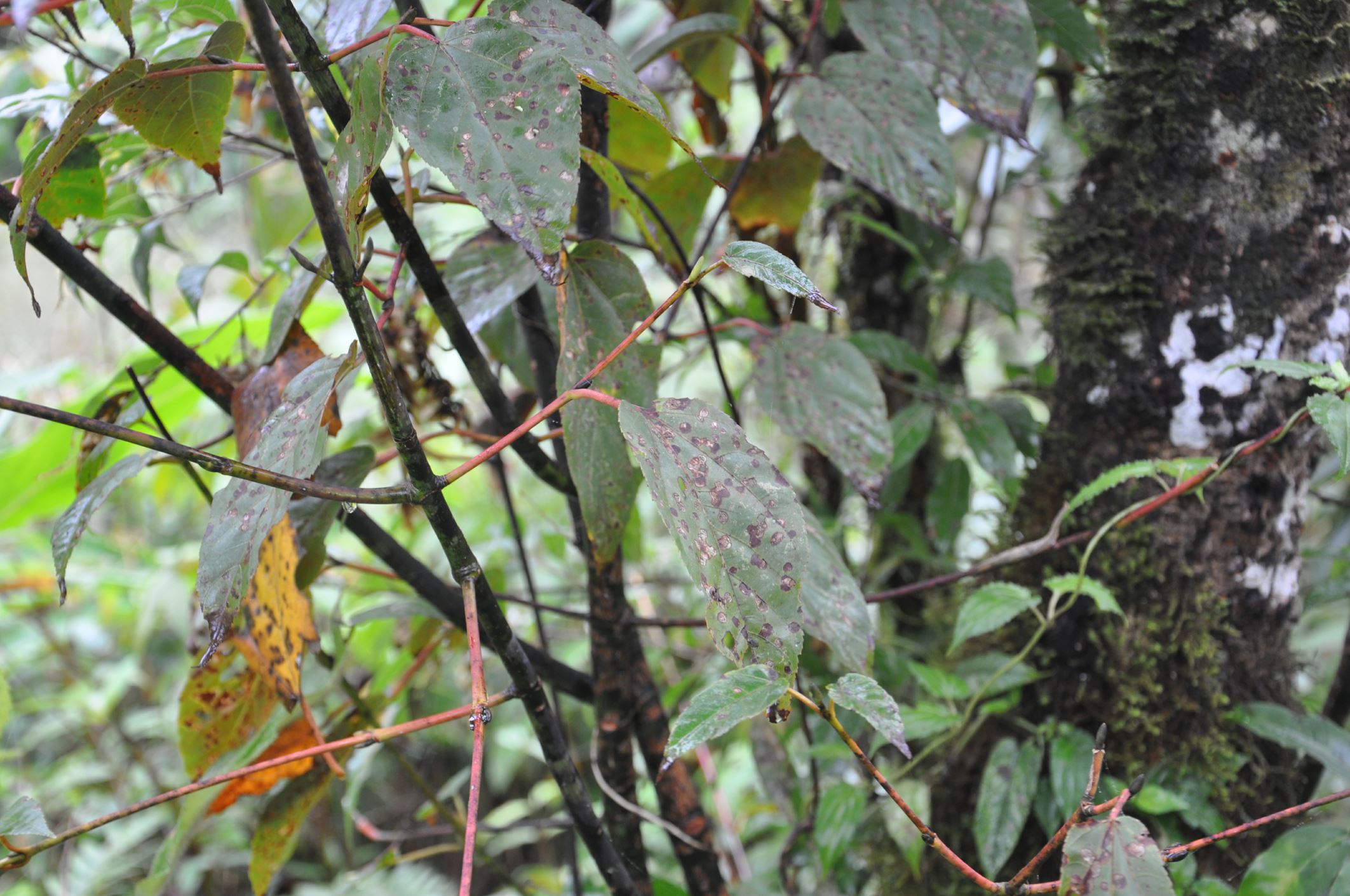 Image of Acer sikkimense