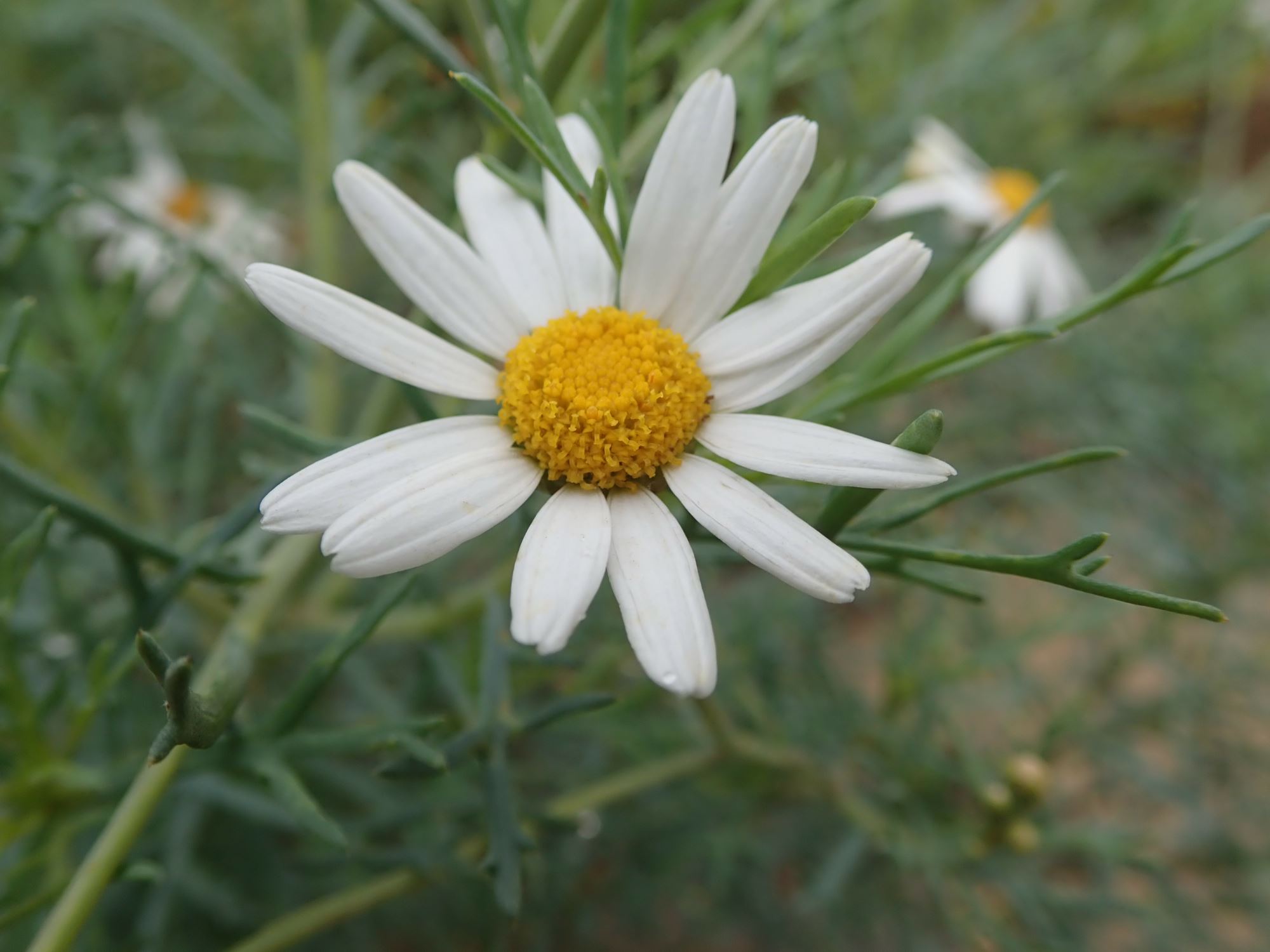 Image of Argyranthemum foeniculaceum