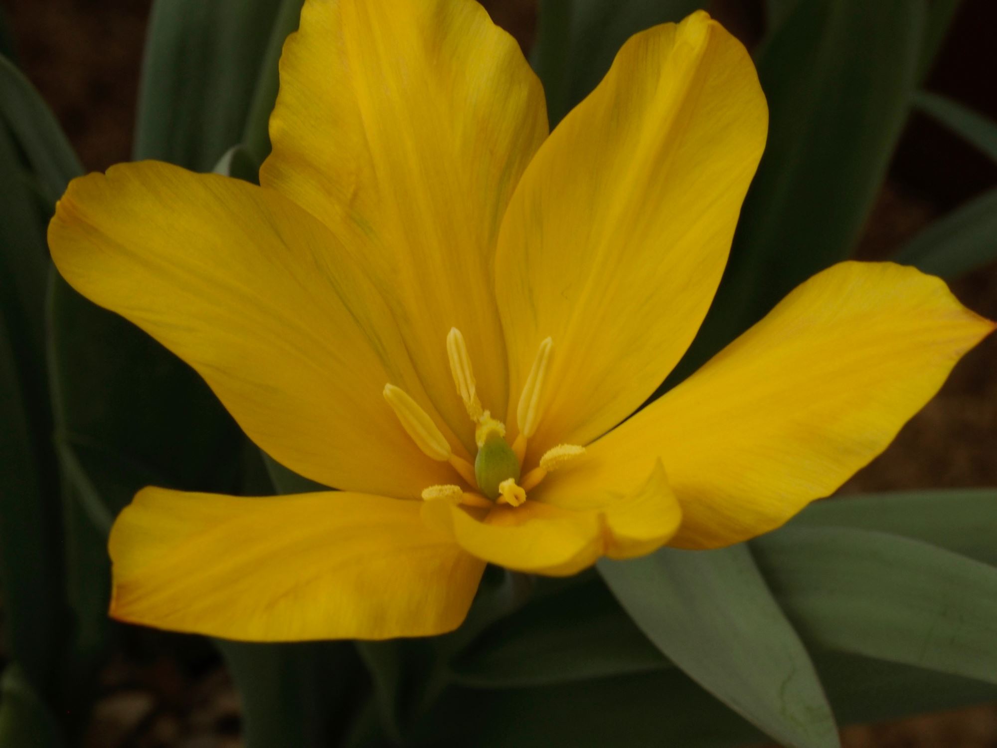 Image of Tulipa heweri