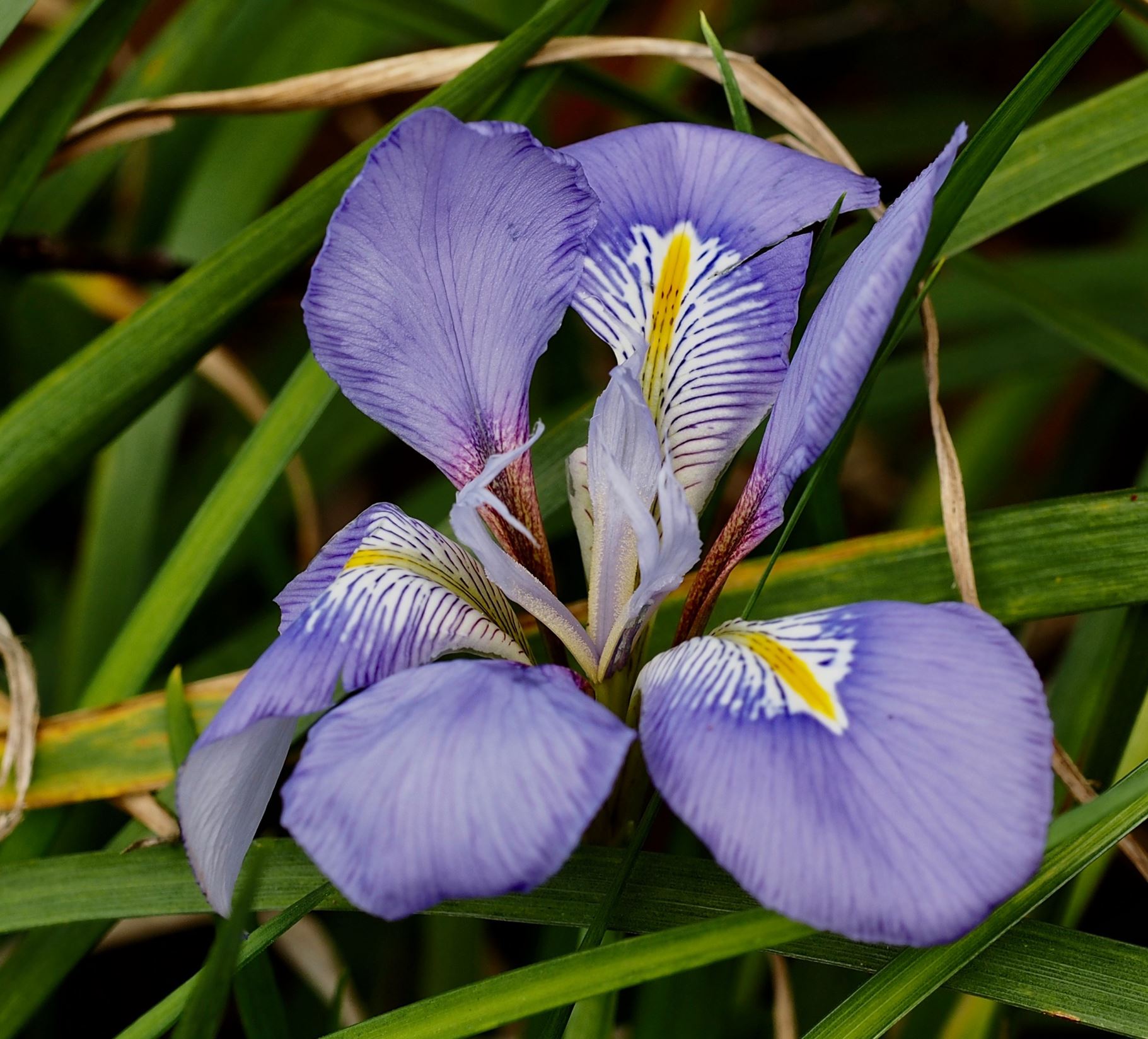 Image of Iris unguicularis