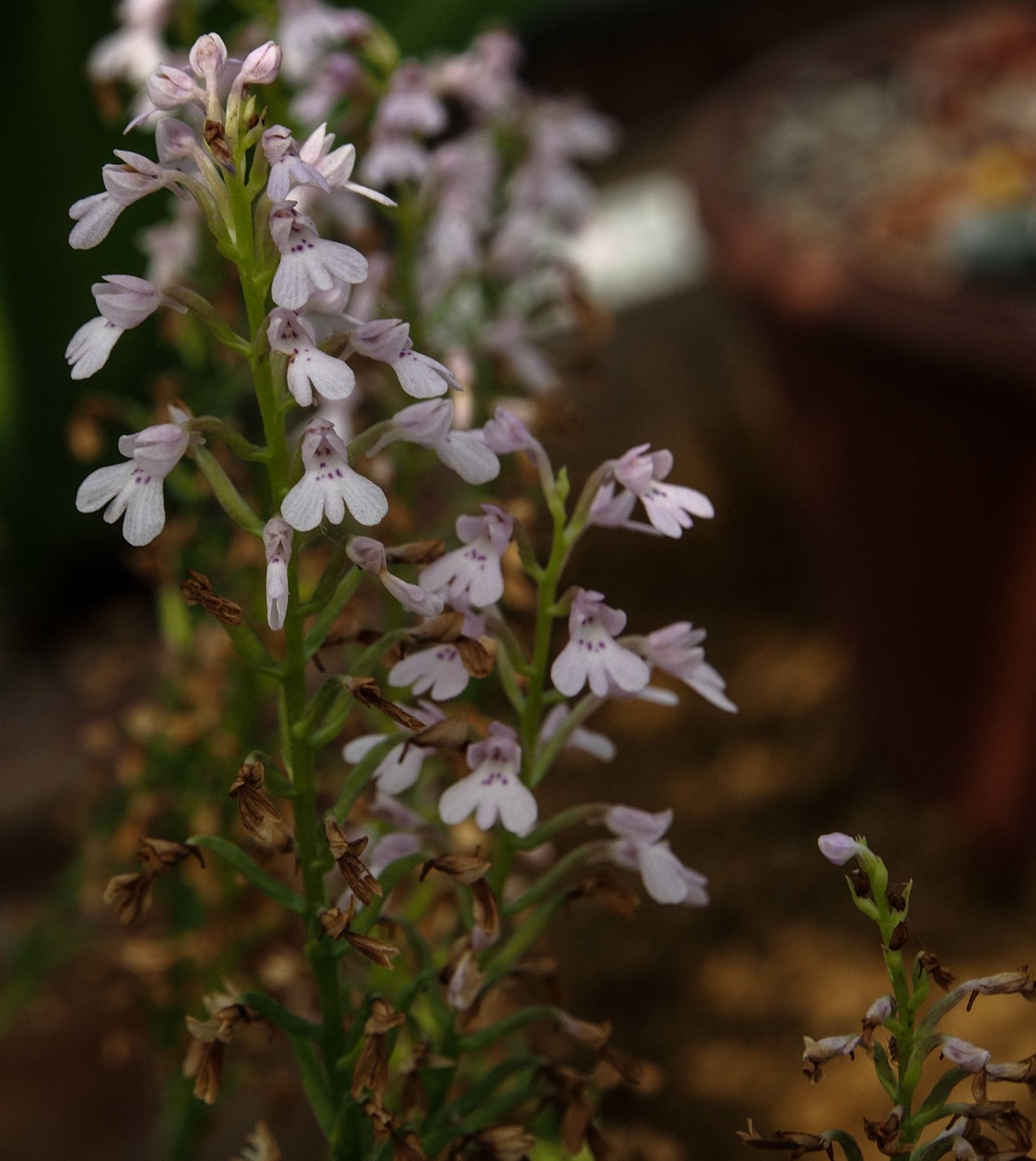 Image of Stenoglottis woodii