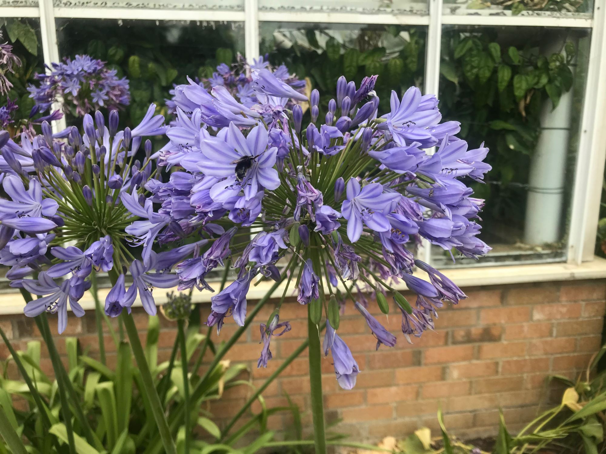 Image of Agapanthus praecox subsp. orientalis