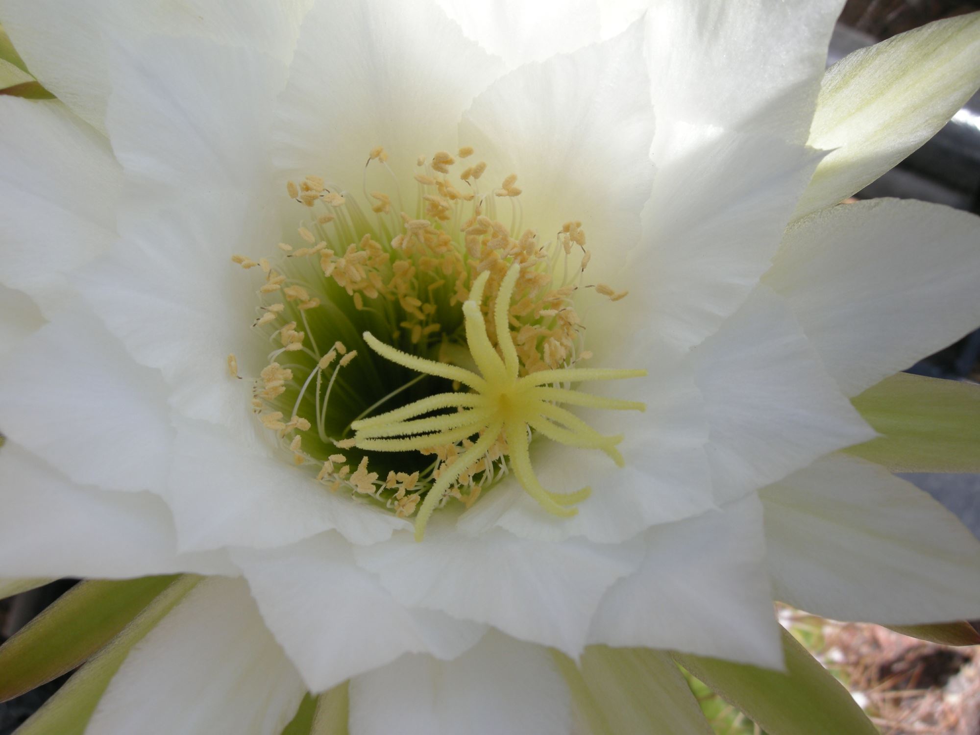 Image of Echinopsis atacamensis subsp. pasacana