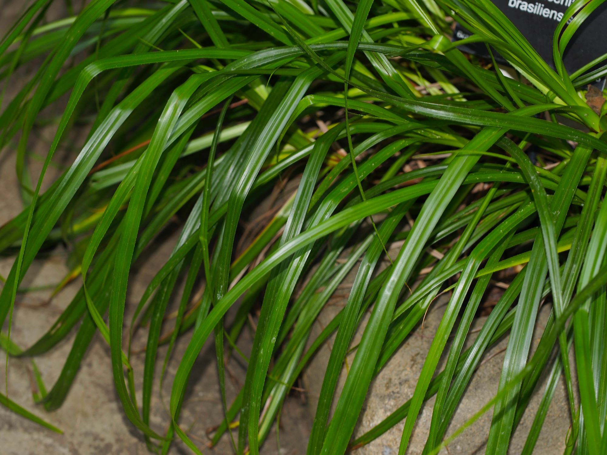 Image of Barbacenia brasiliensis