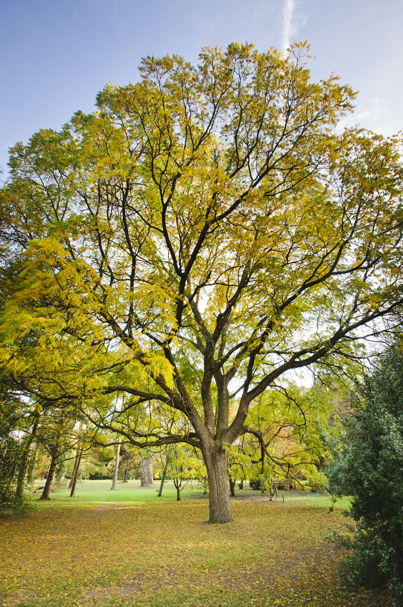 Image of Juglans major