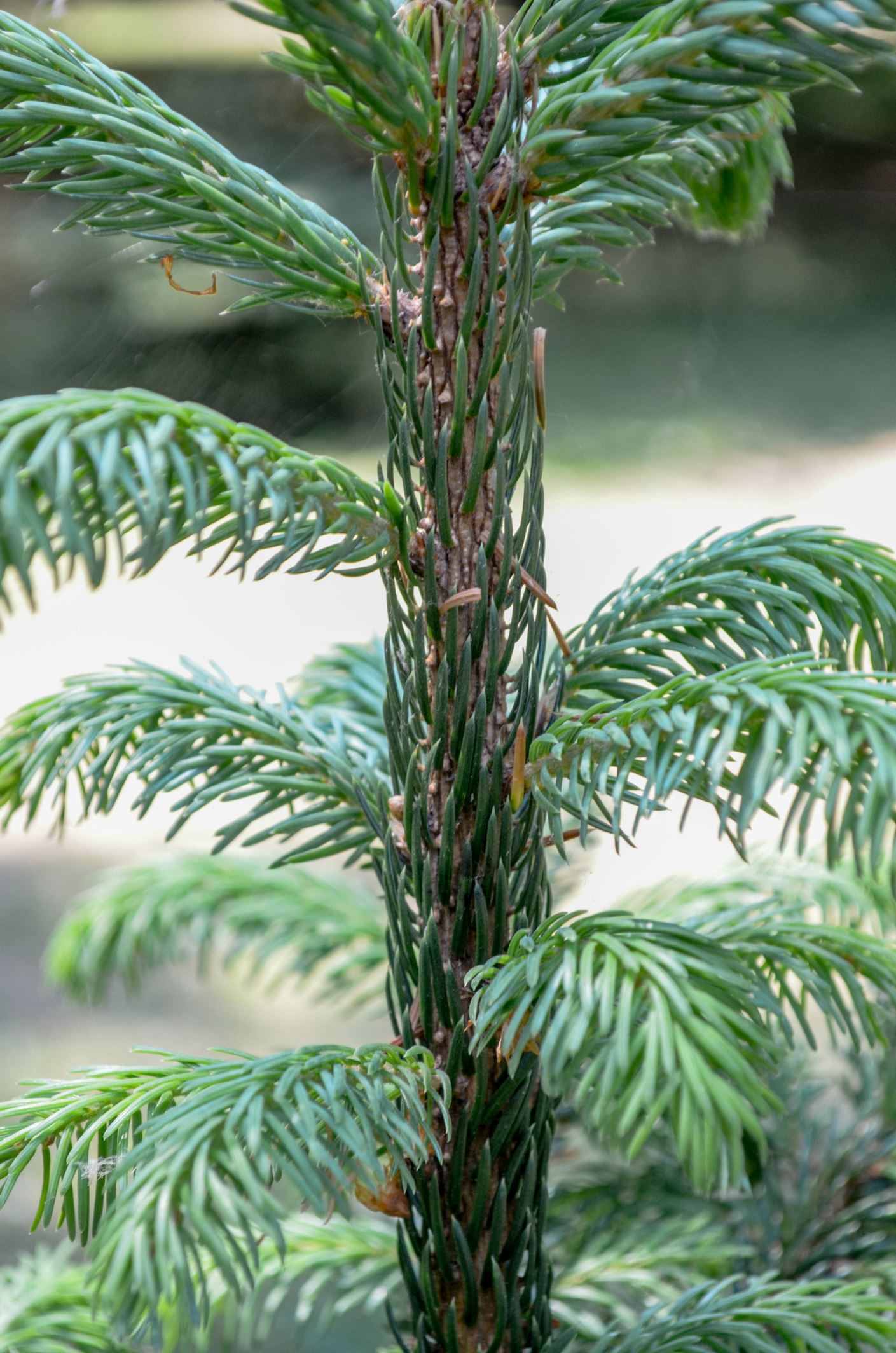 Image of Picea omorika