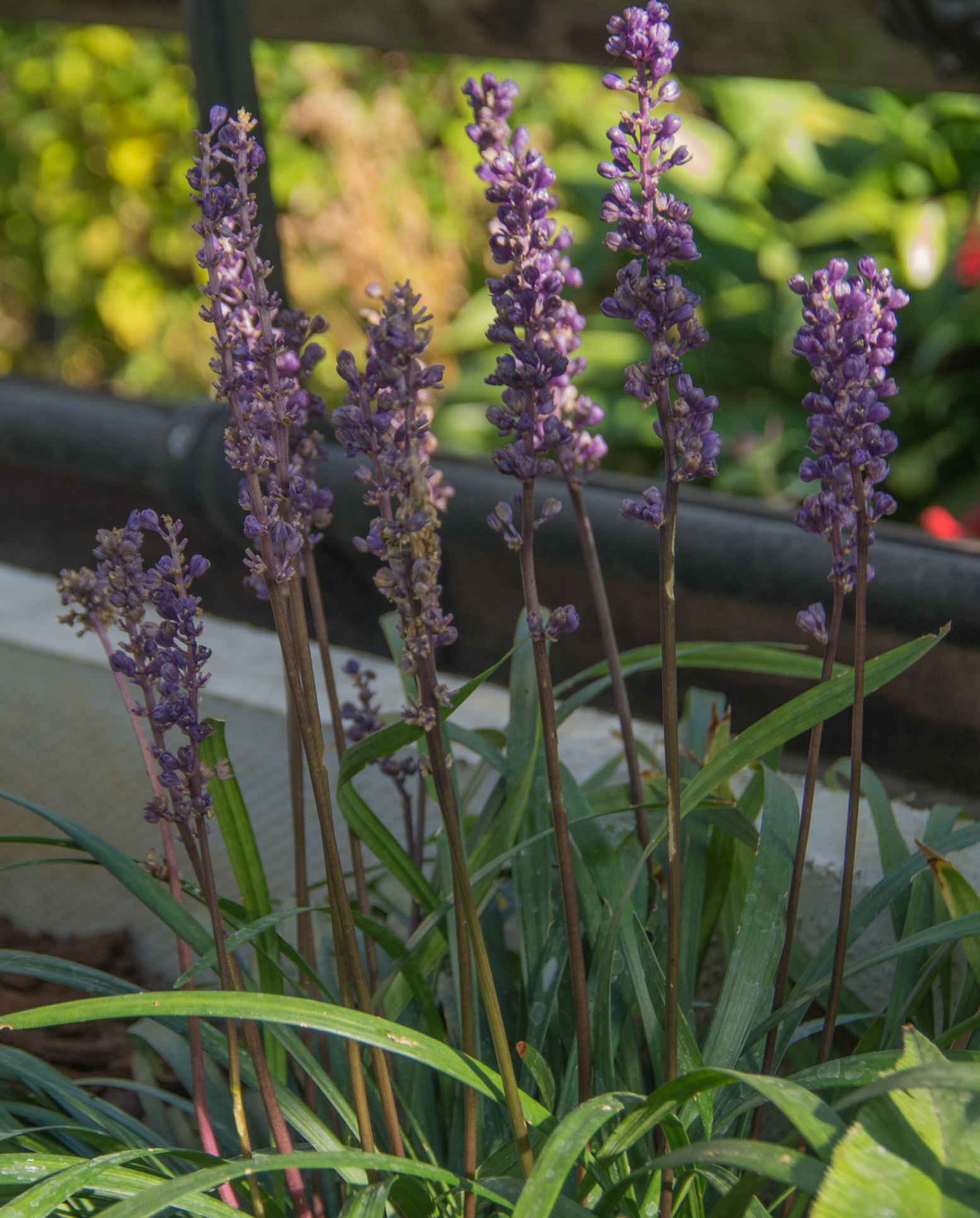 Image of Liriope muscari