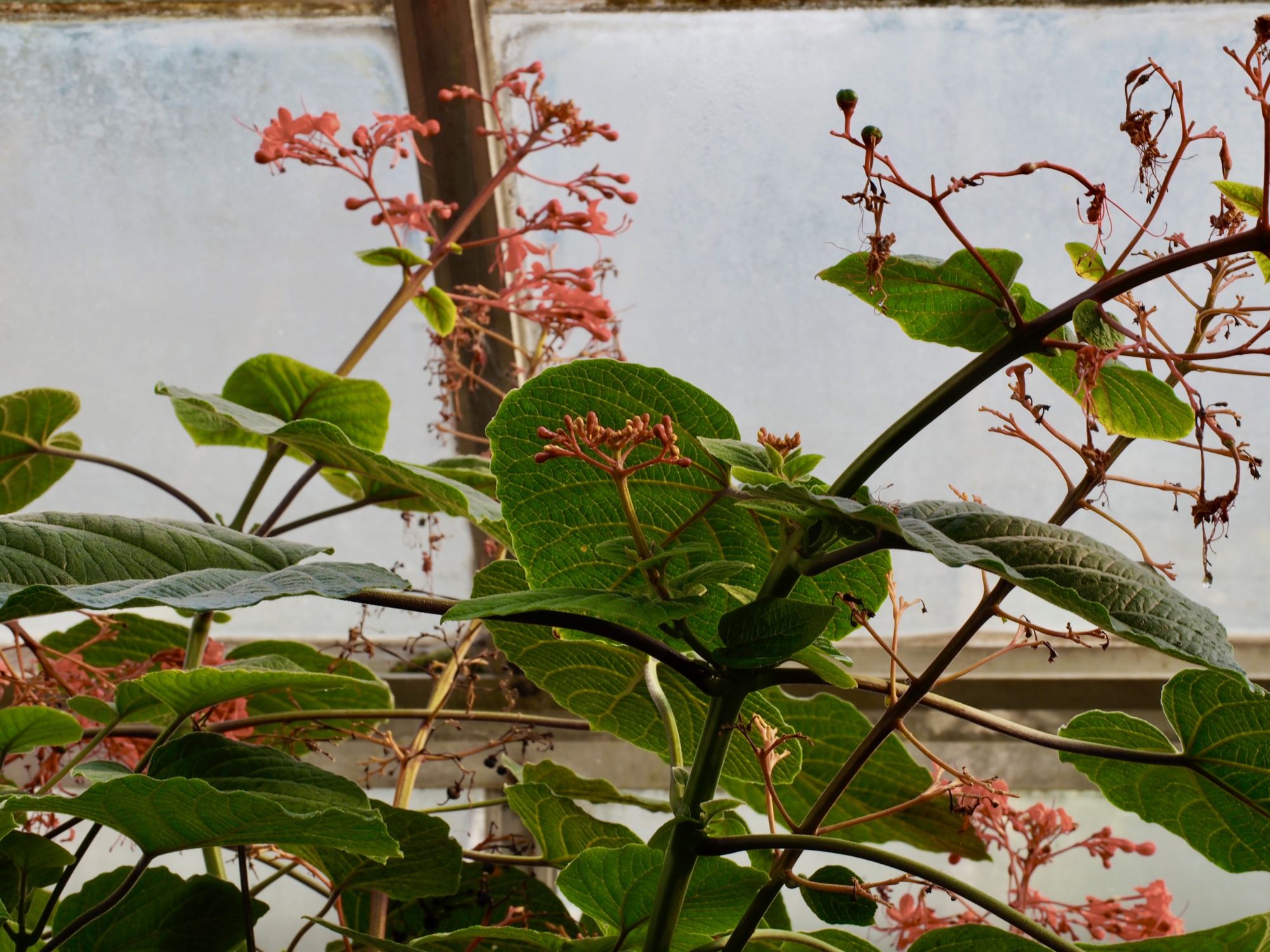 Image of Clerodendrum speciosissimum