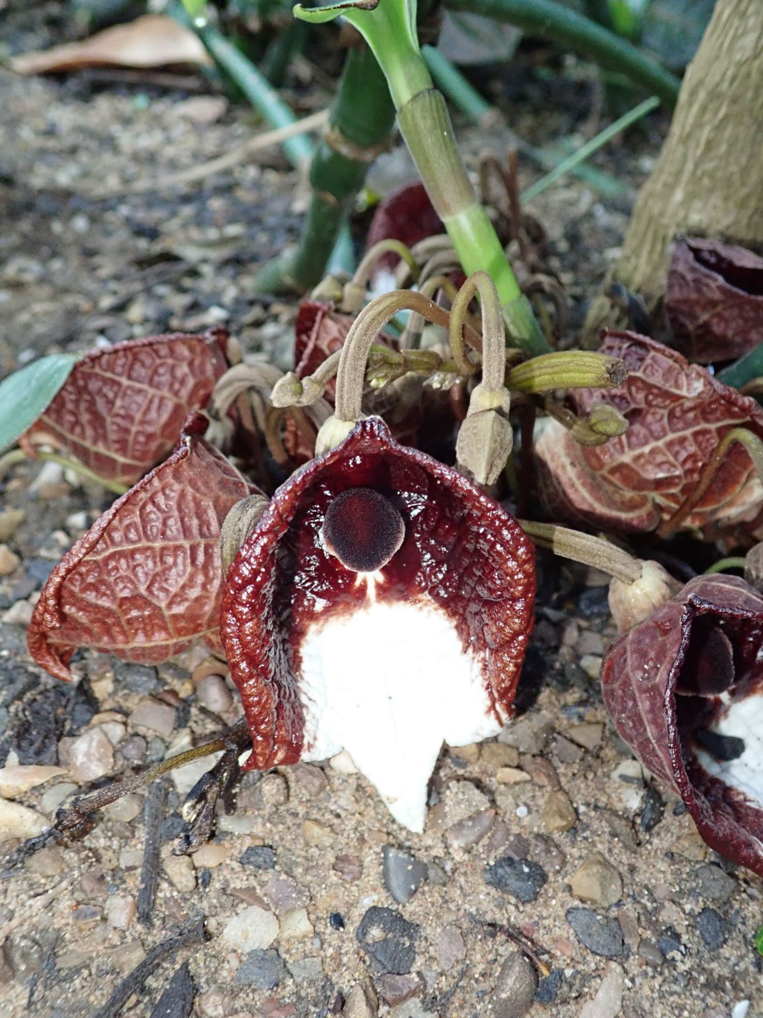 Image of Aristolochia arborea
