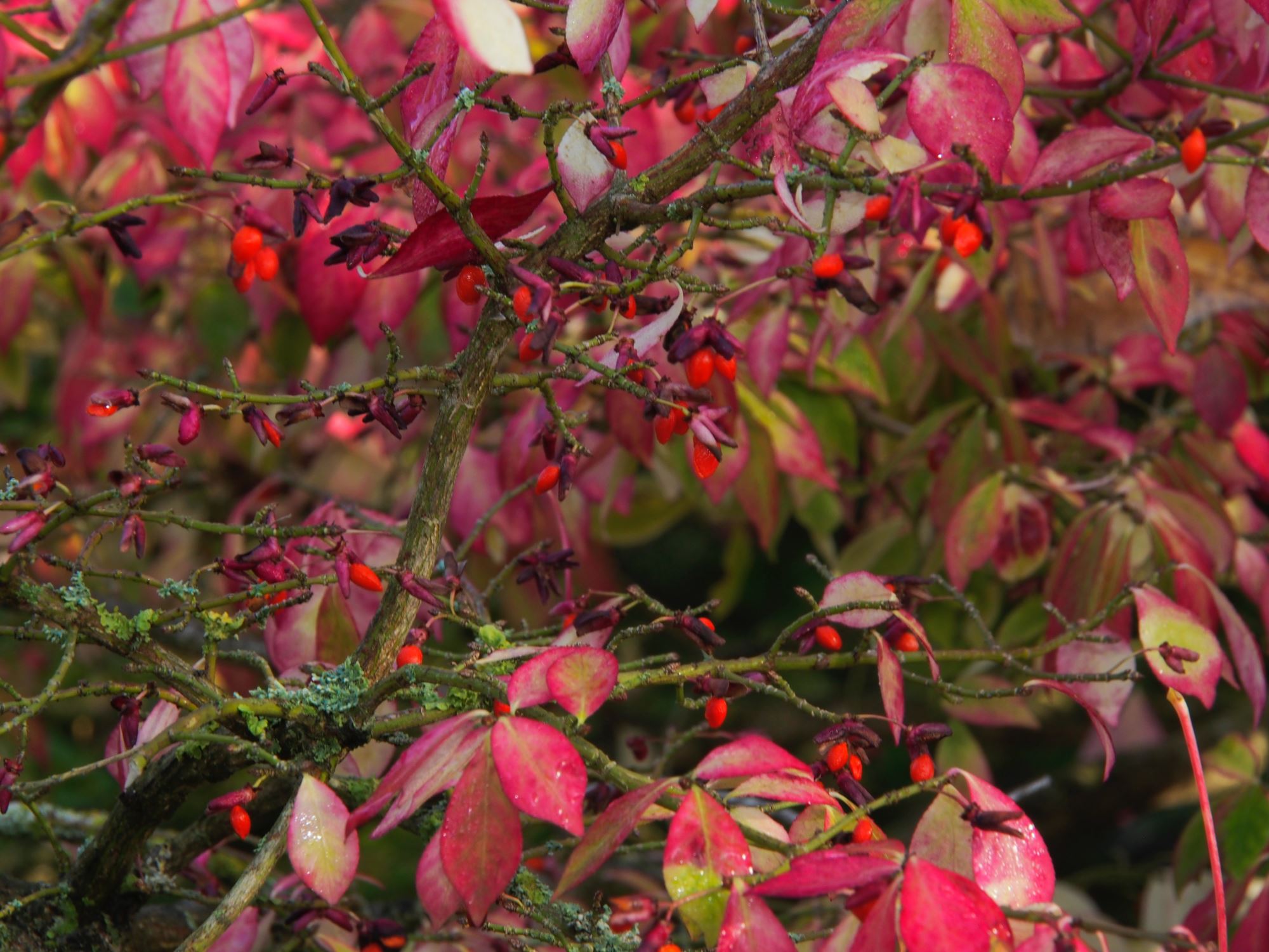 Image of Euonymus alatus var. apterus