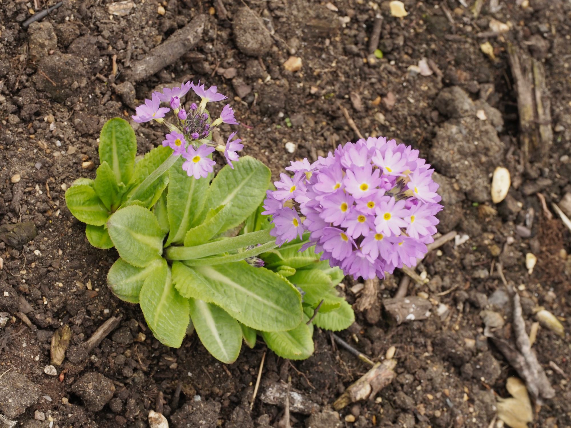 Image of Primula denticulata