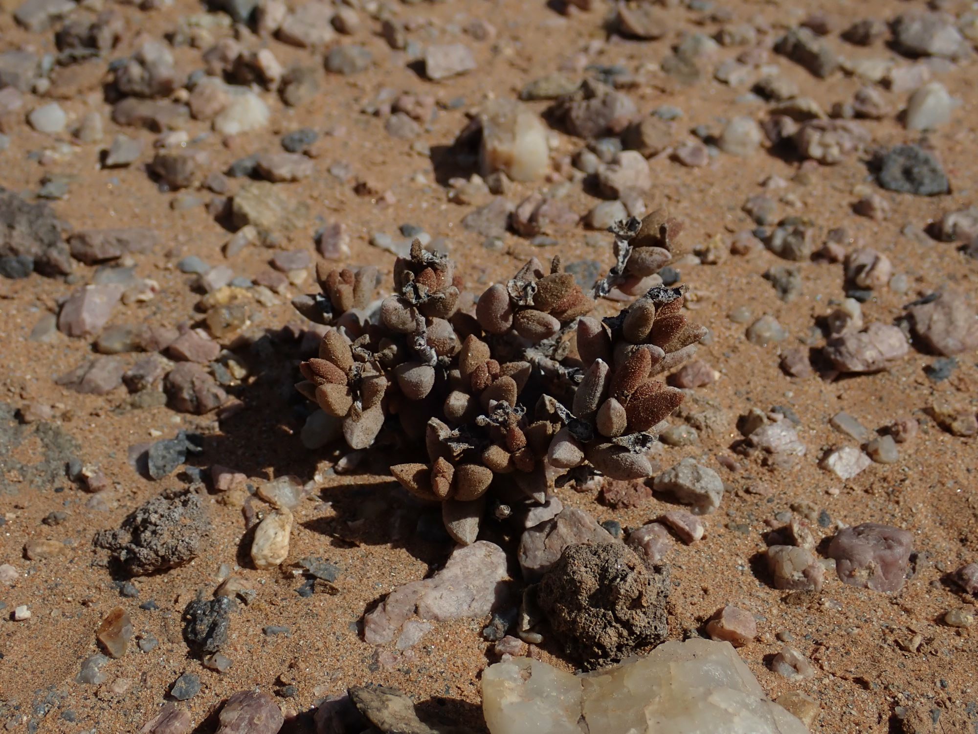 Image of Psammophora modesta