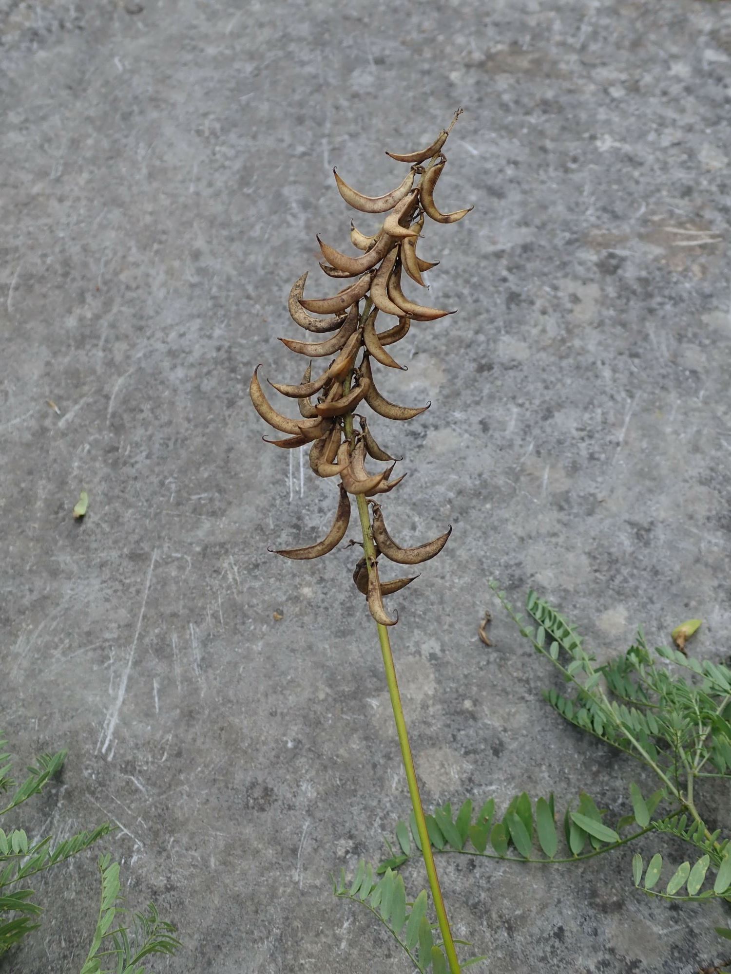 Image of Astragalus falcatus