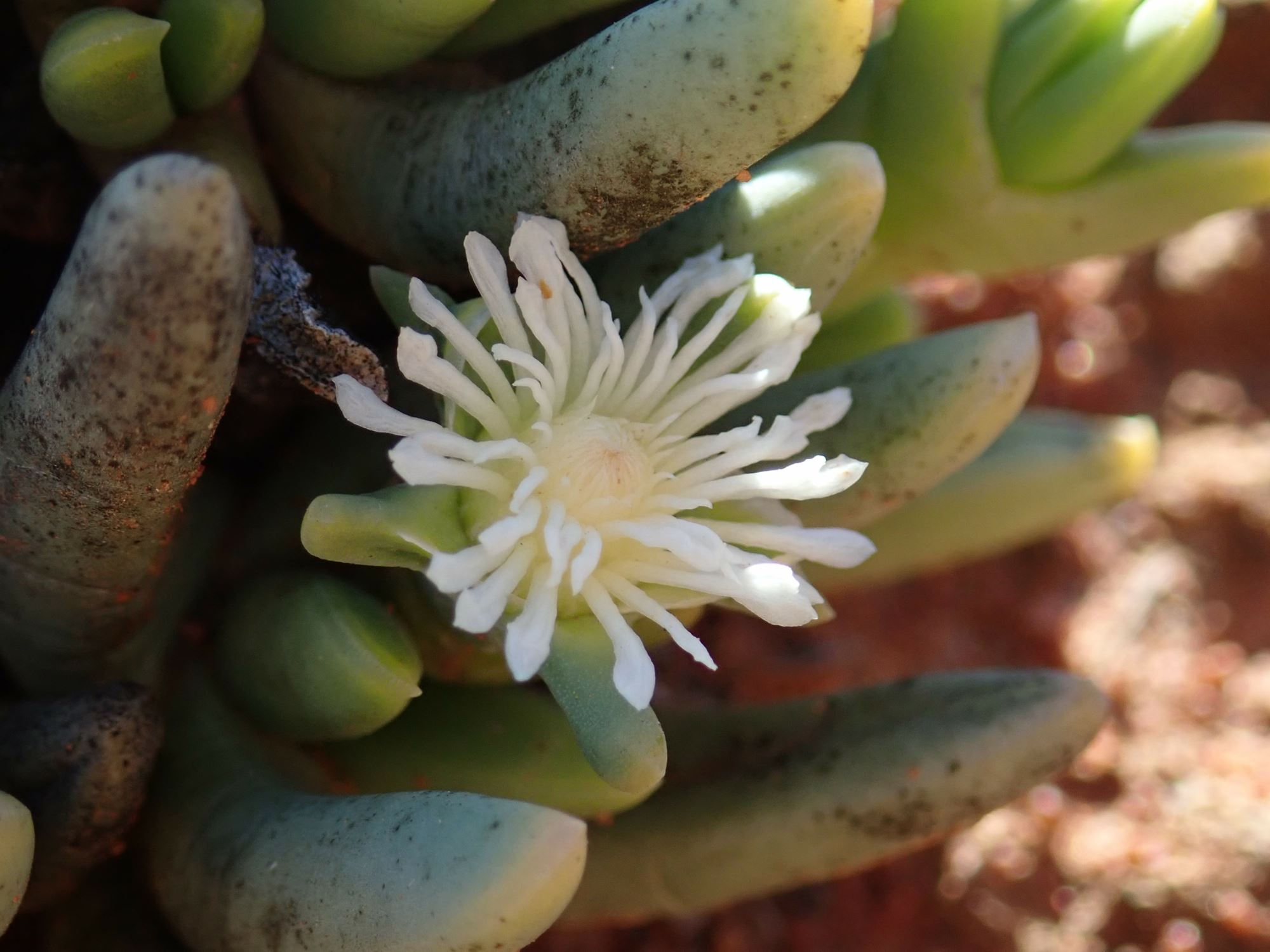 Image of Nelia pillansii
