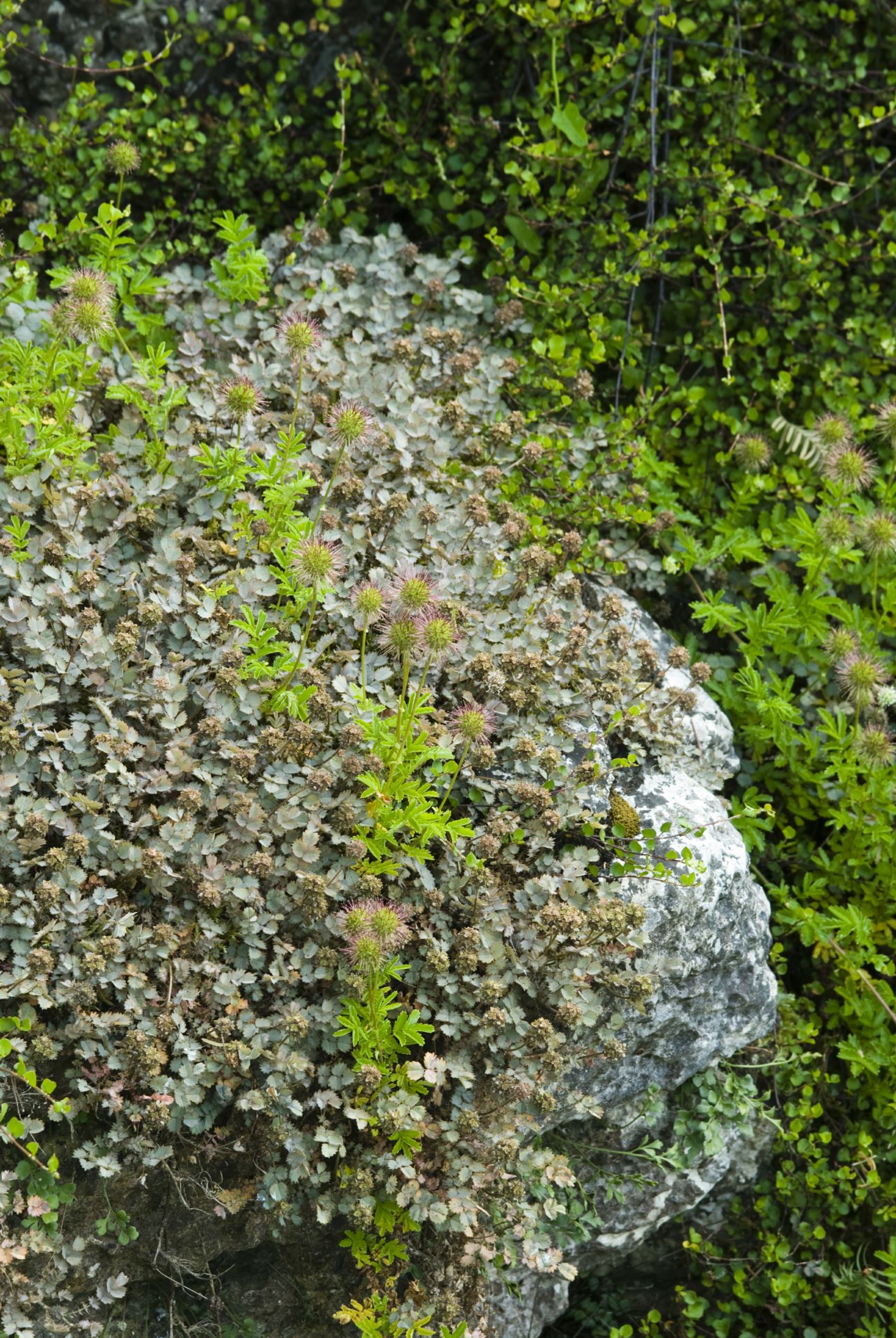 Image of Acaena caesiglauca