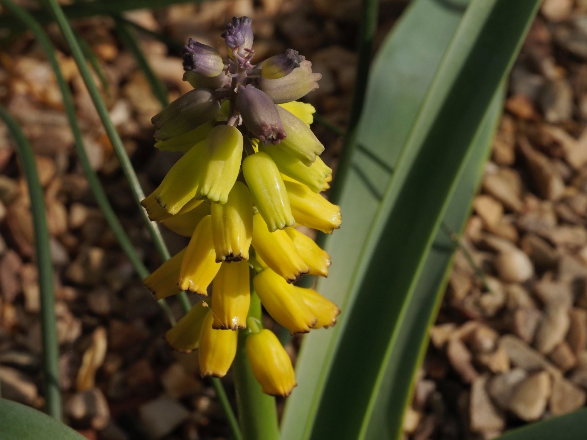 Image of Muscari macrocarpum