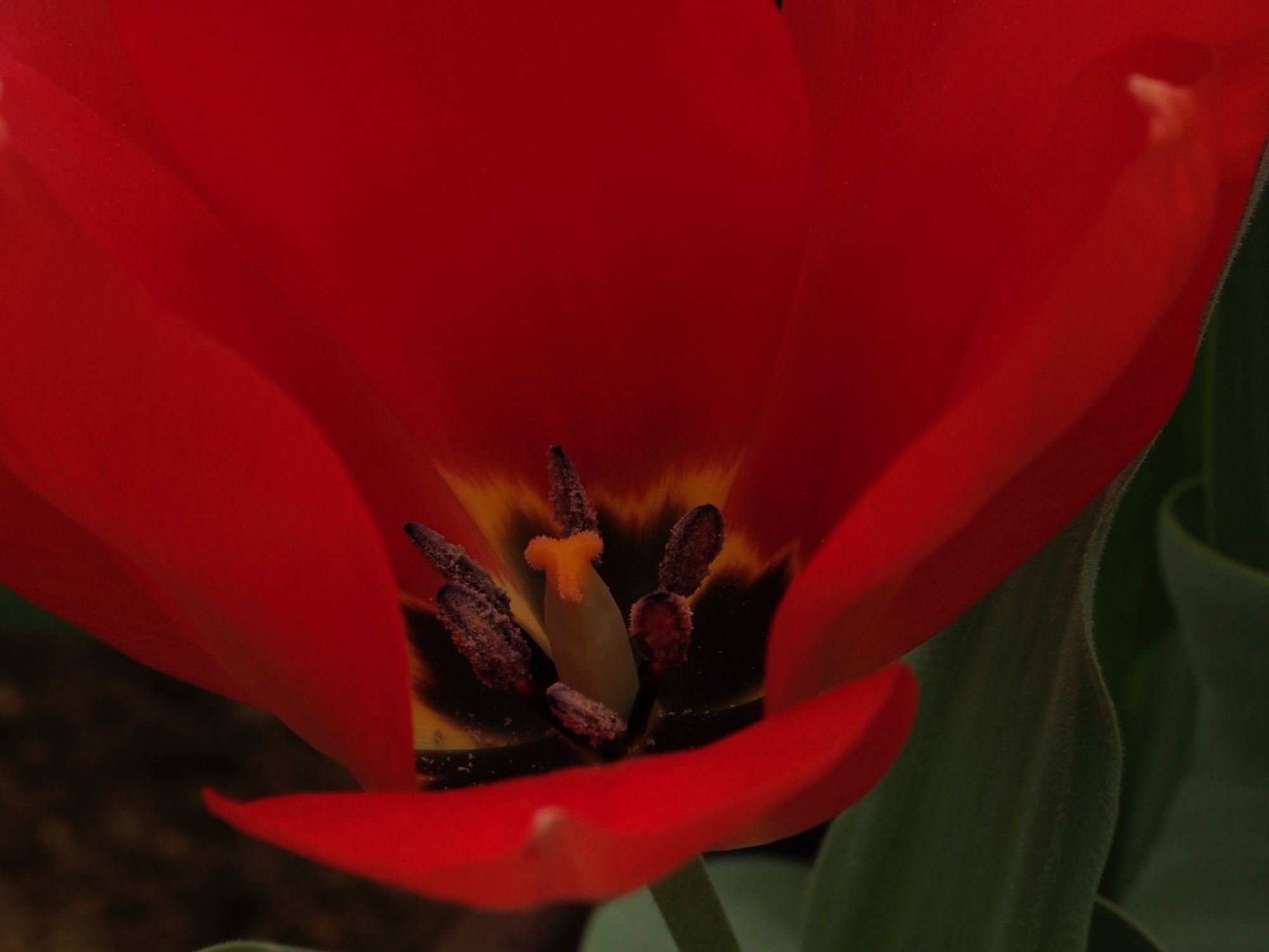 Image of Tulipa fosteriana 'Princeps'