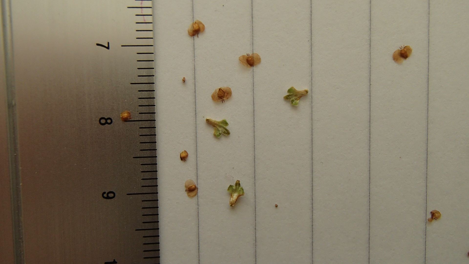 Image of Betula pubescens var. pumila