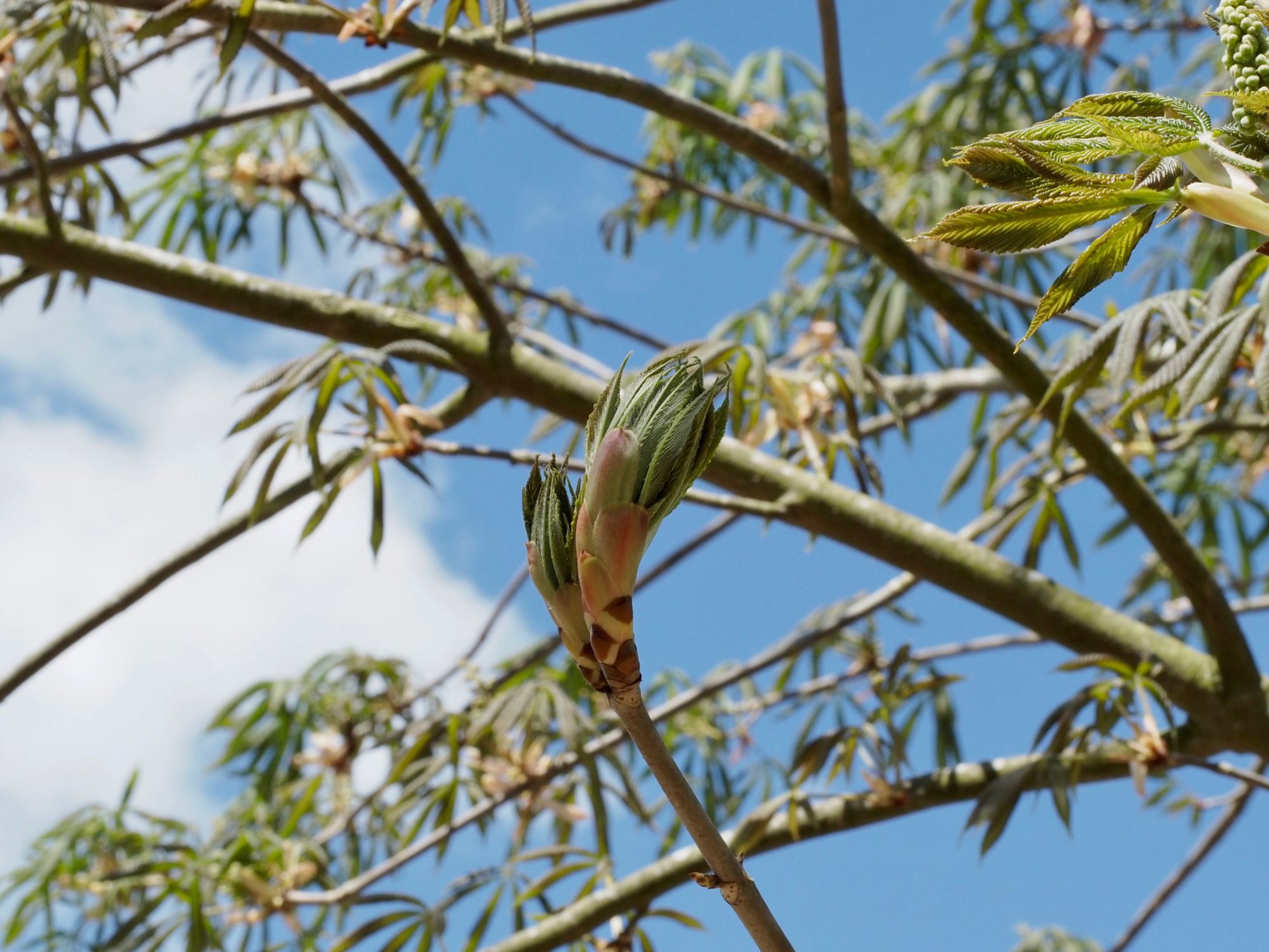 Image of Aesculus flava