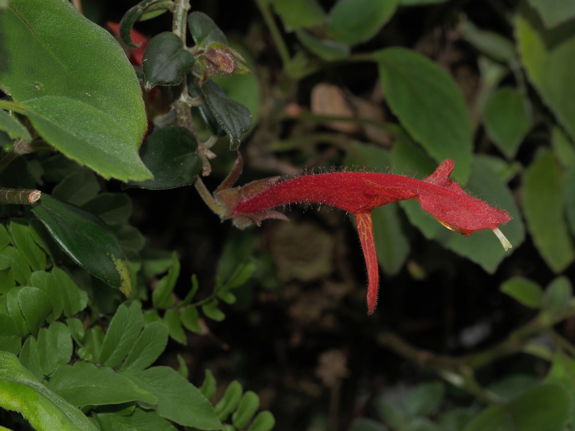 Image of Columnea Ã— banksii